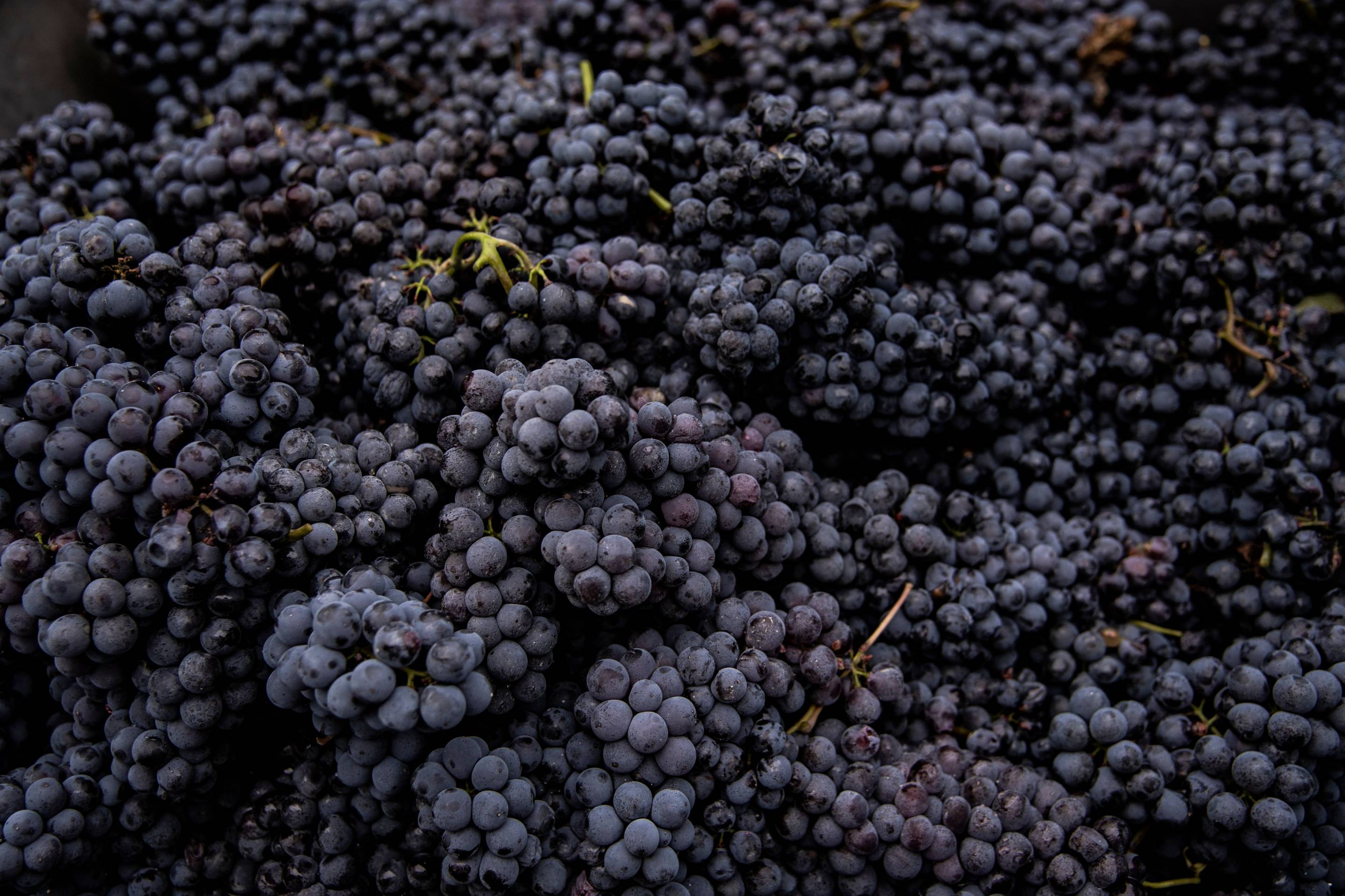 ITALY-AGRICULTURE-VITICULTURE-HARVEST-WINE