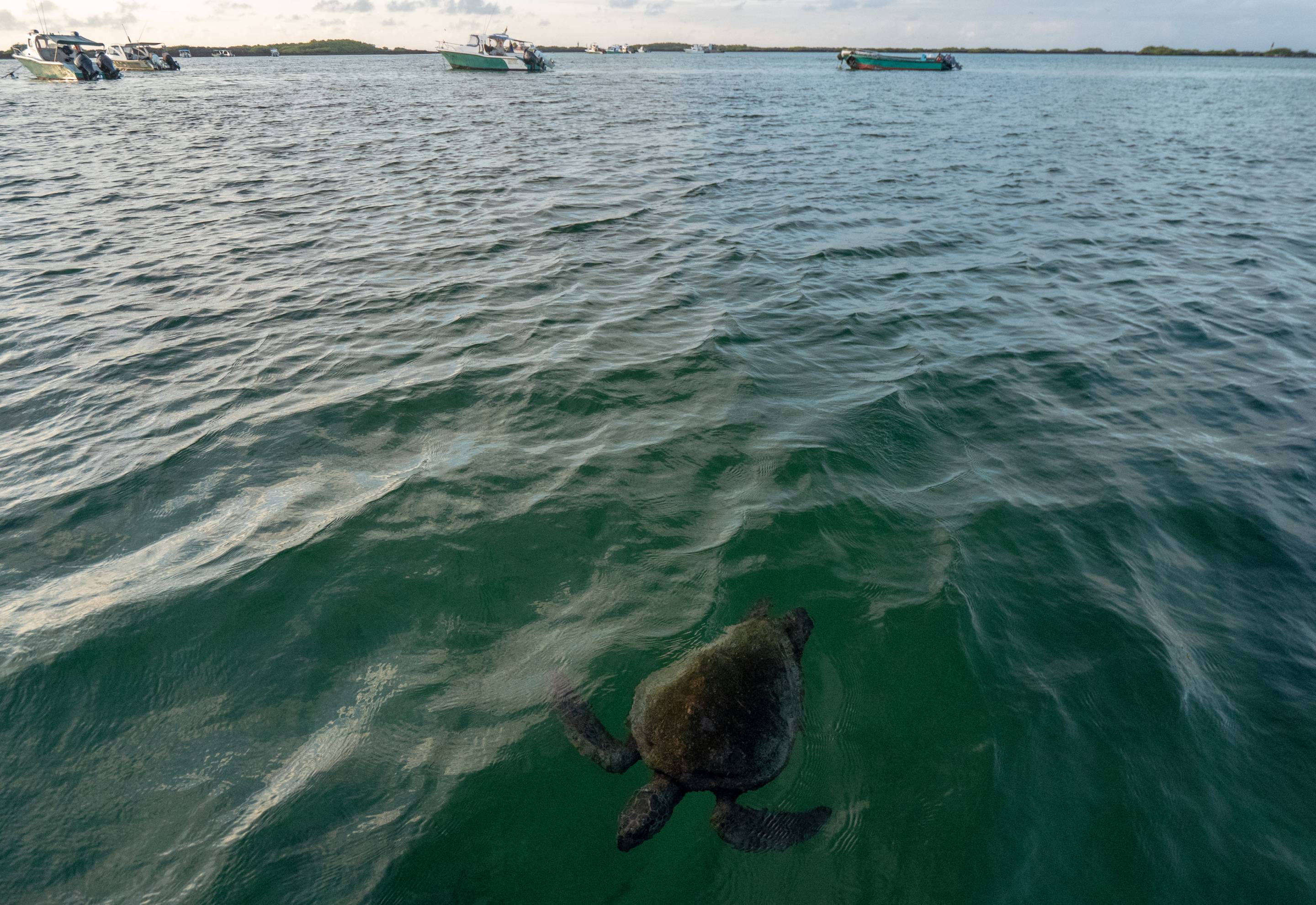 Nature and Human Lives Seek Equilibrium In Galapagos