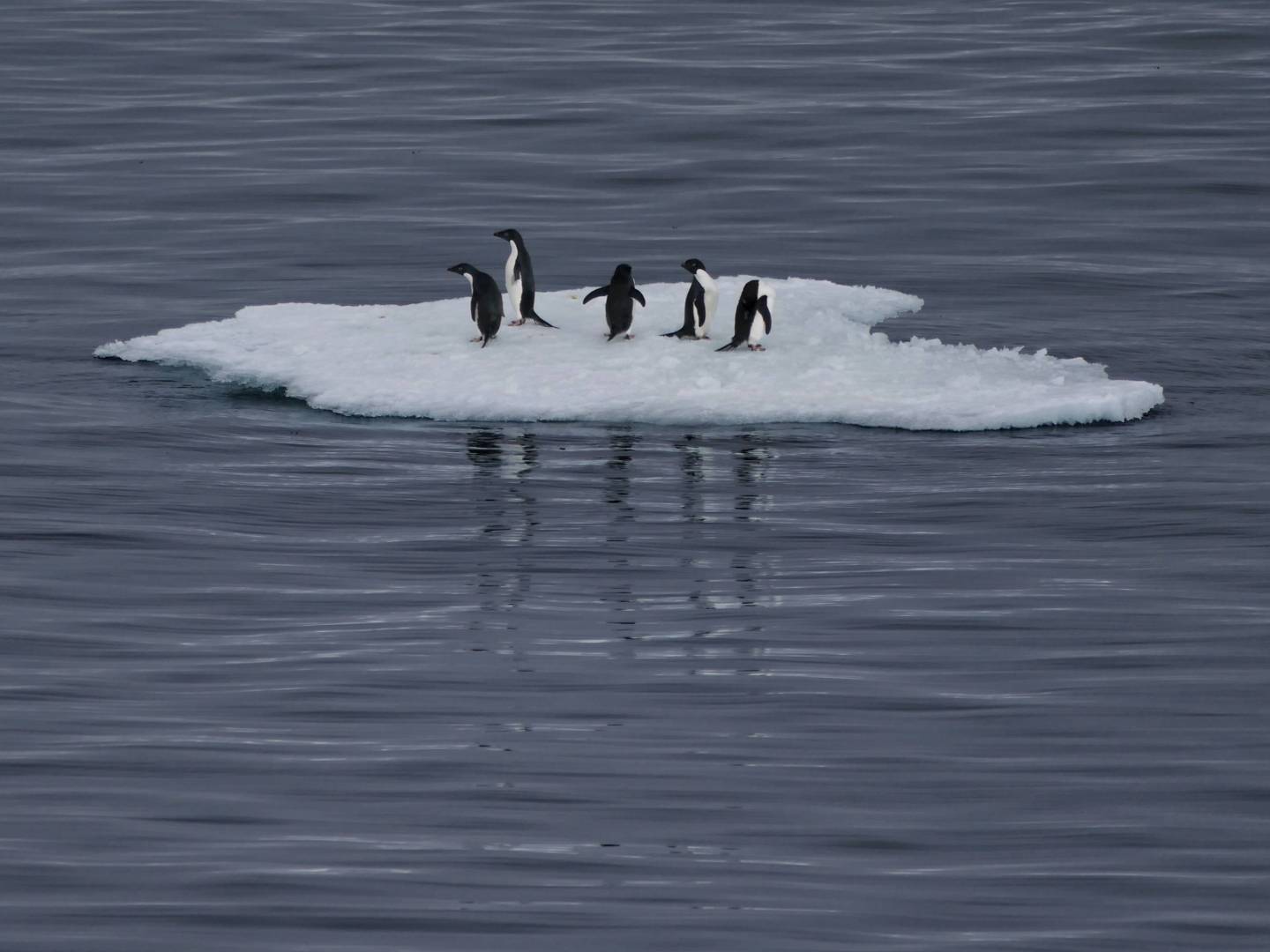 Small iceberg with five Adelie penguins, Southern Ocean, Antarctica