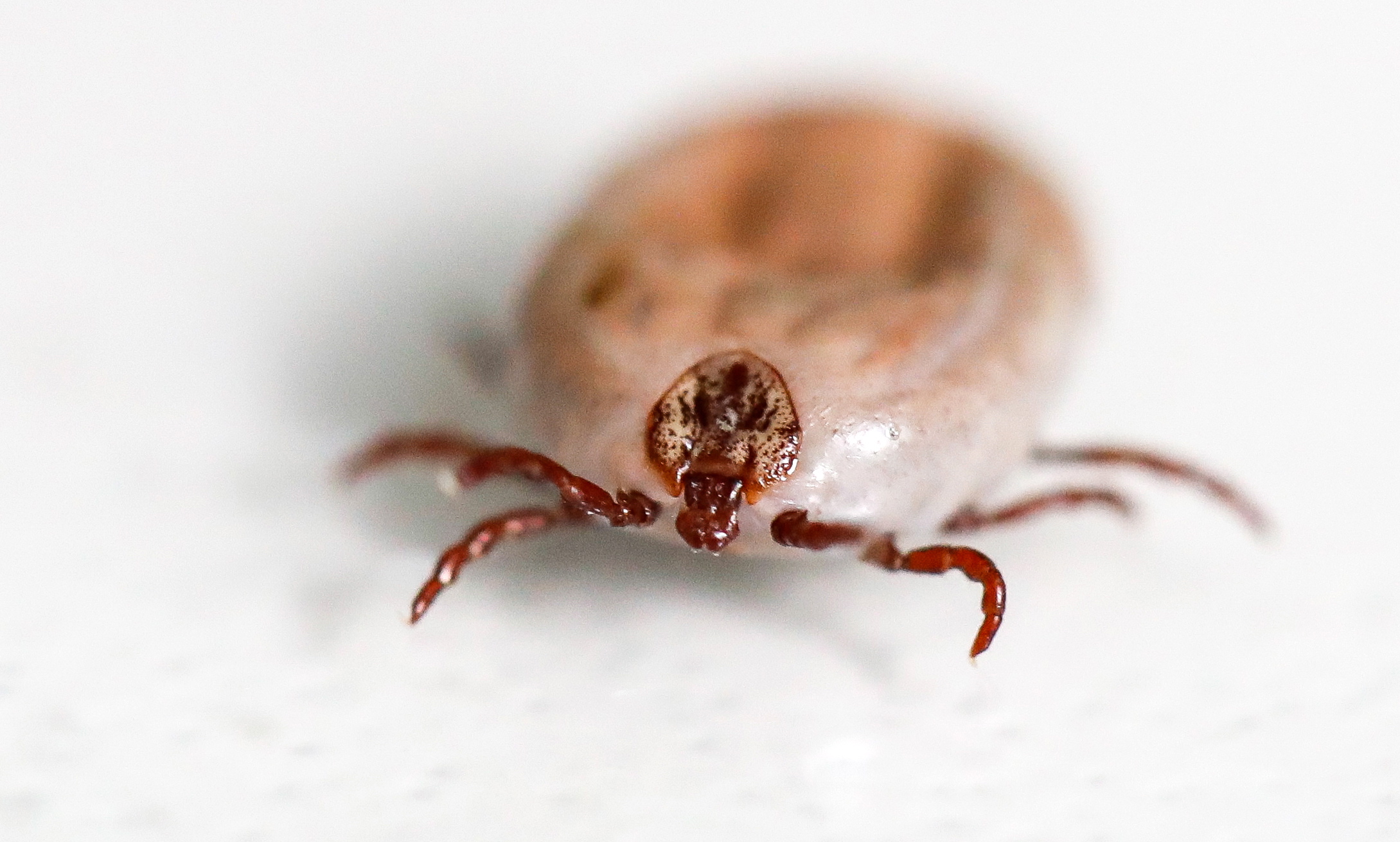 Testing ticks at Hygiene and Epidemiology Center in Moscow