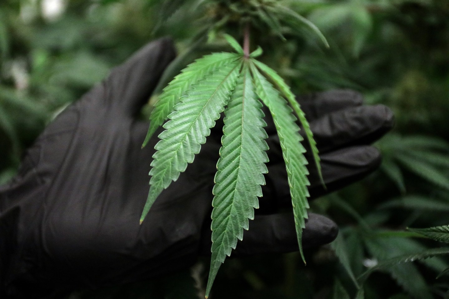 Demand for legal marijuana in Illinois would far exceed licensed growers ability to supply it, study shows