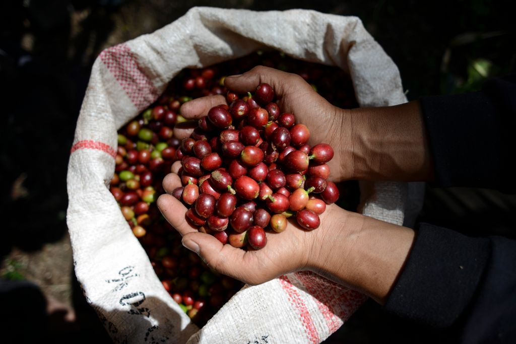 Coffee beans in Indonesia