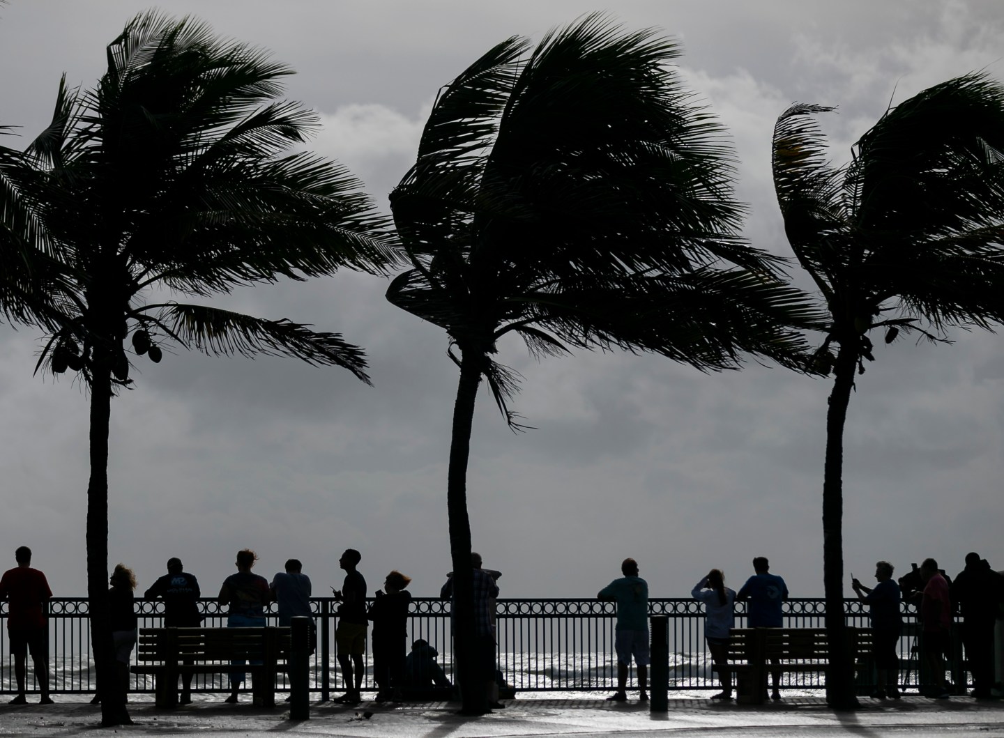Large palm trees are blown by the strong winds of Hurricane Dorian