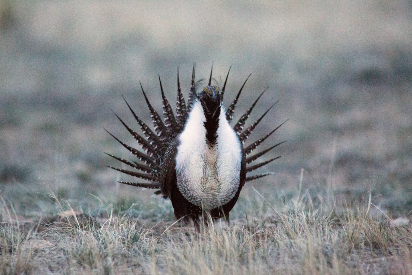Wildlife, ranching and oil &amp; gas interests sometimes collide on Wyoming's land