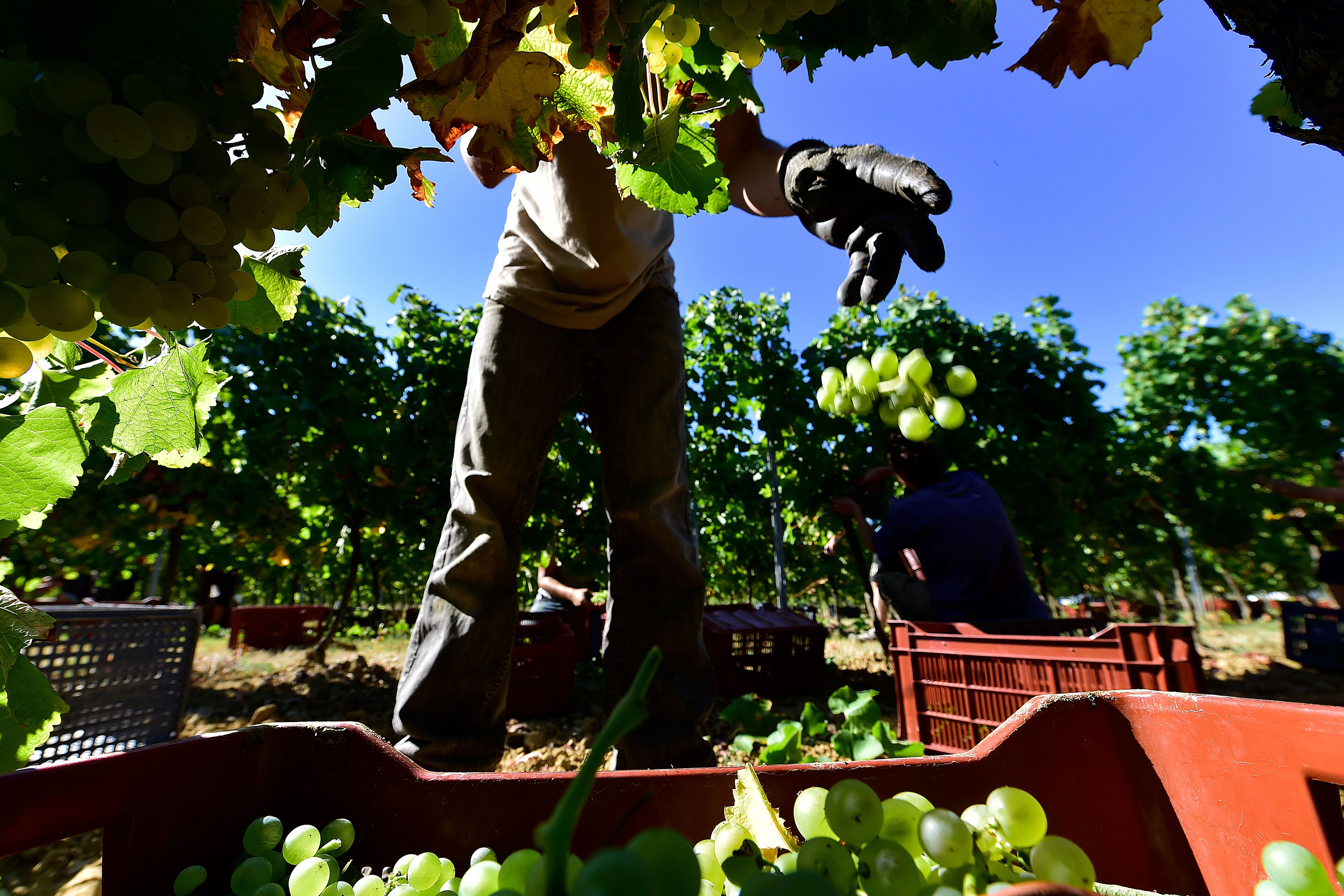 FRANCE-WINE-AGRICULTURE
