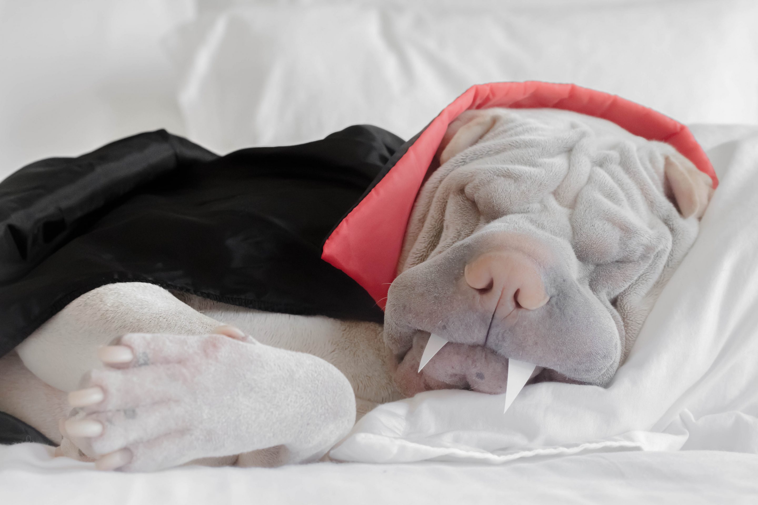 Shar pei dog dressed as a vampire sleeping