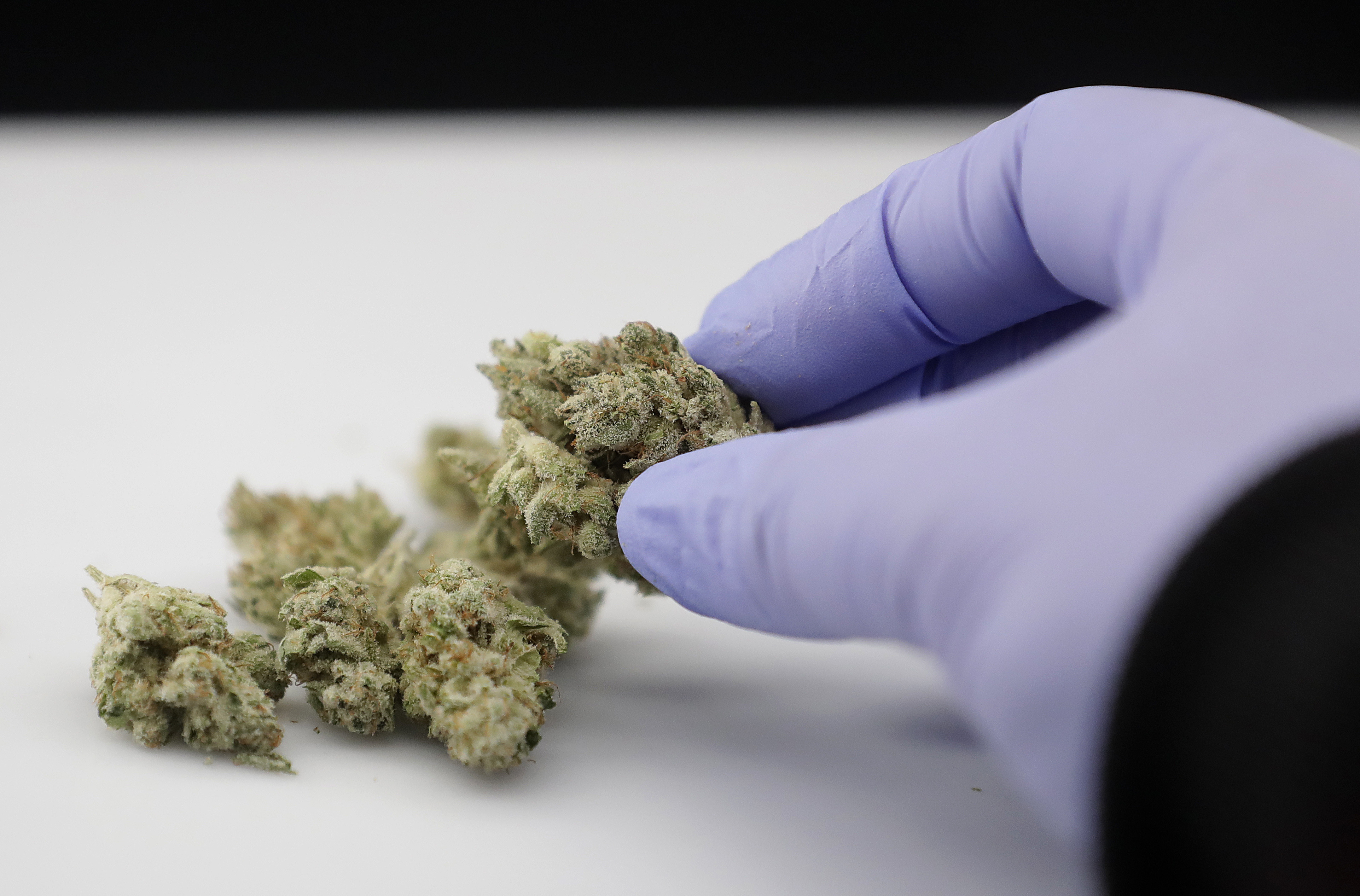 Cannabis samples at a lab in Oakland, CA.