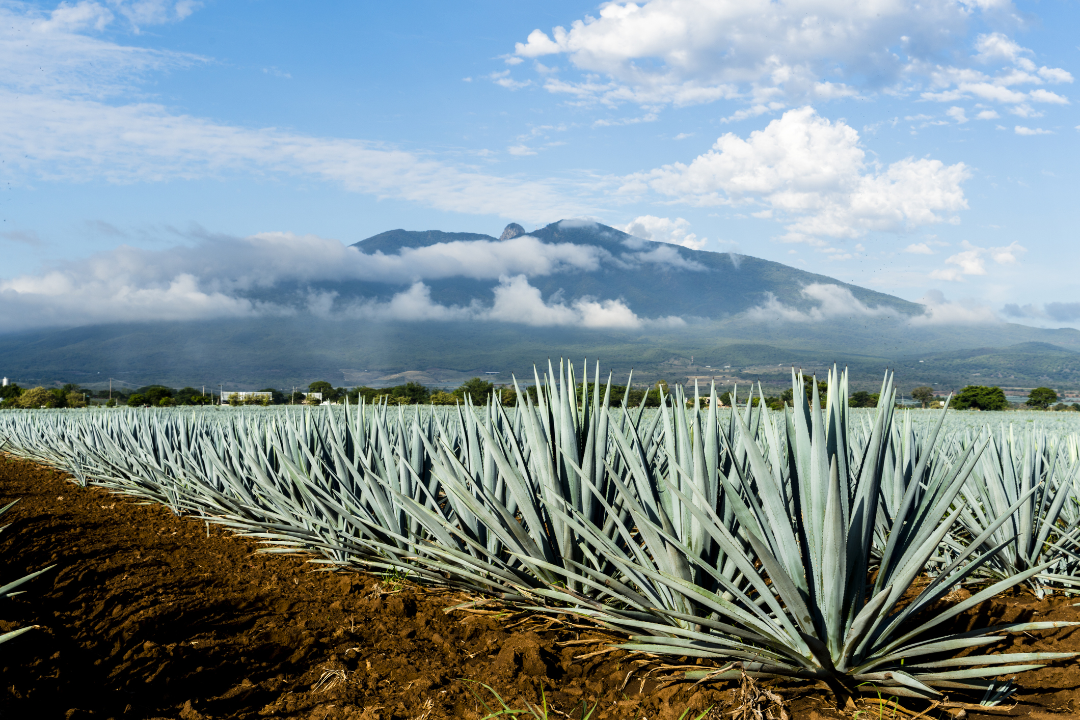 A field of Agave tequilana, commonly called blue agave (agave azul) or tequila agave, is an agave plant that is an important economic product of Jalisco, Mexico. In the background is the famous Tequila Volcano, or Volcán de Tequila.
