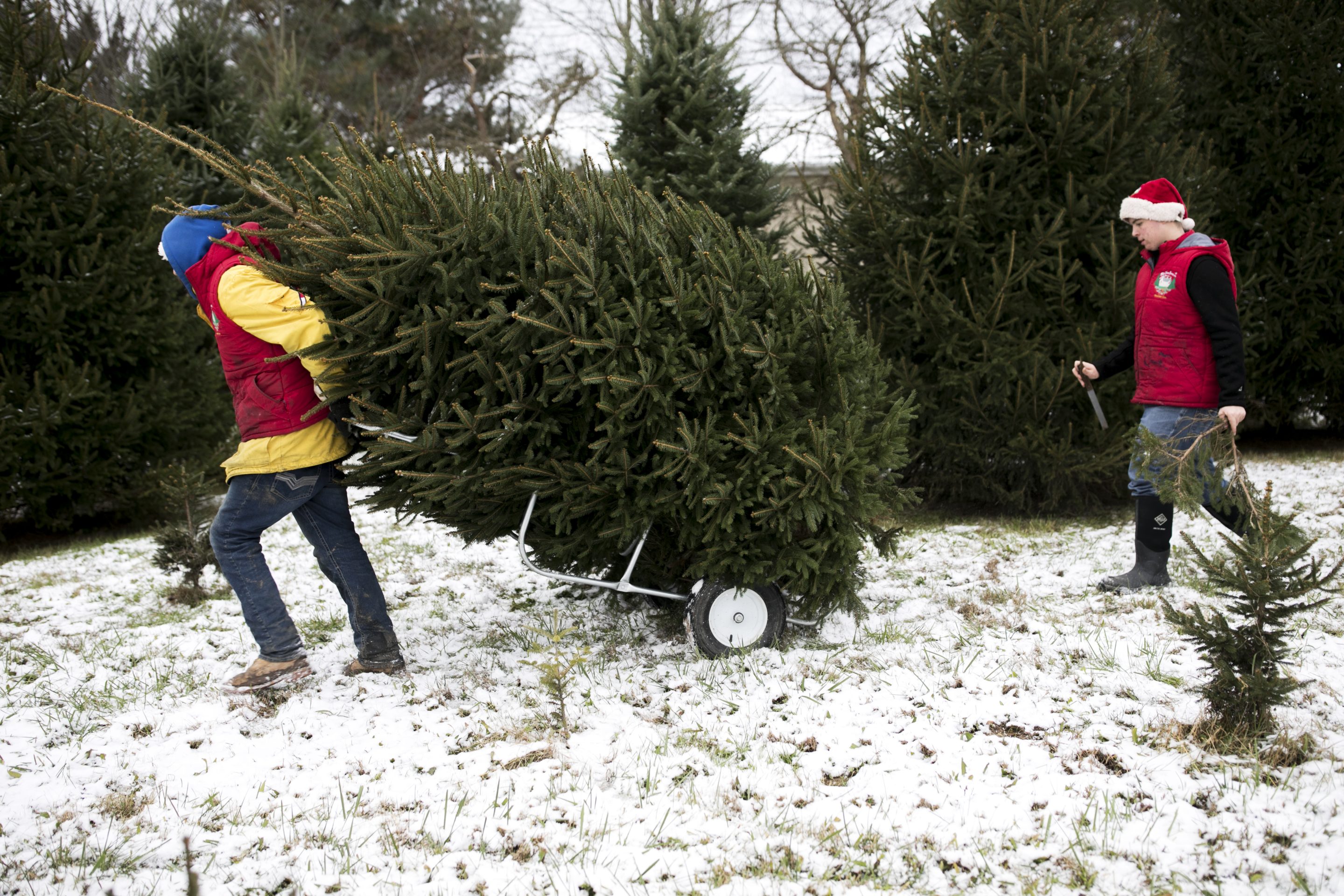 A worker pulls a freshly cut Christmas tree on a cart at Mr. Tree Farm in Blacklick, Ohio, U.S., on Thursday, Nov. 29, 2018. Natural Christmas trees still outsell artificial ones, but their share of U.S. annual sales has dropped from 77% in 2010 to 56% last year. Photographer: Maddie McGarvey/Bloomberg via Getty Images