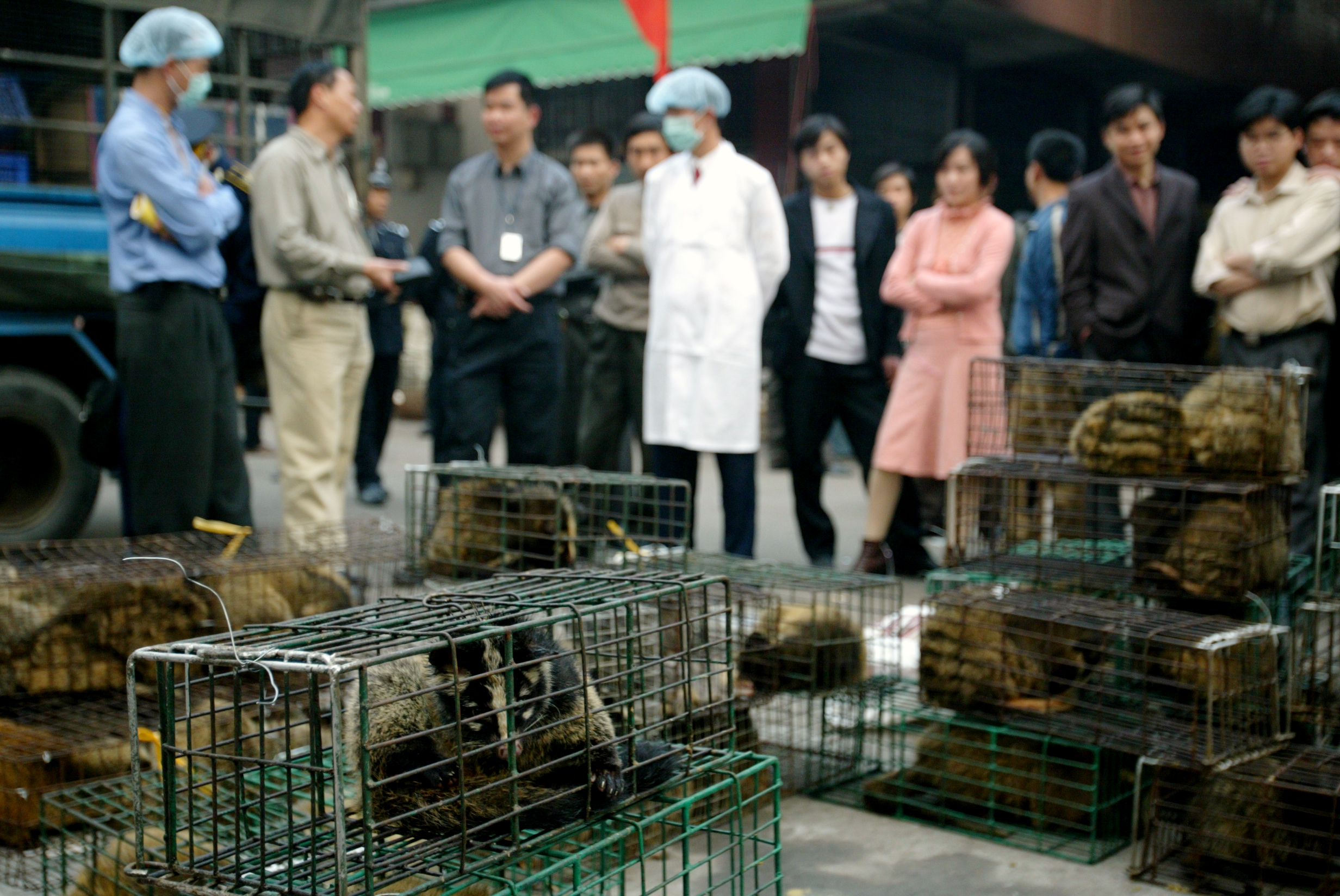 Guangzhou government officials seize civet cats in Xinyuan wildlife market to prevent a possible spread of SARS in Guangzhou in 2004 (Photo by Dustin Shum/South China Morning Post via Getty Images)