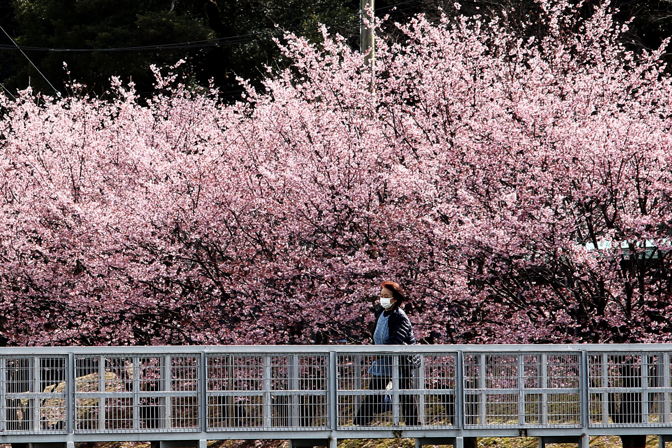A woman wearing a face mask, following an outbreak of the coronavirus, is seen under a cherry blossom, called 'Kanzakura' in Tokyo, Japan, March 4, 2020. (Photo by Hitoshi Yamada/NurPhoto via Getty Images)