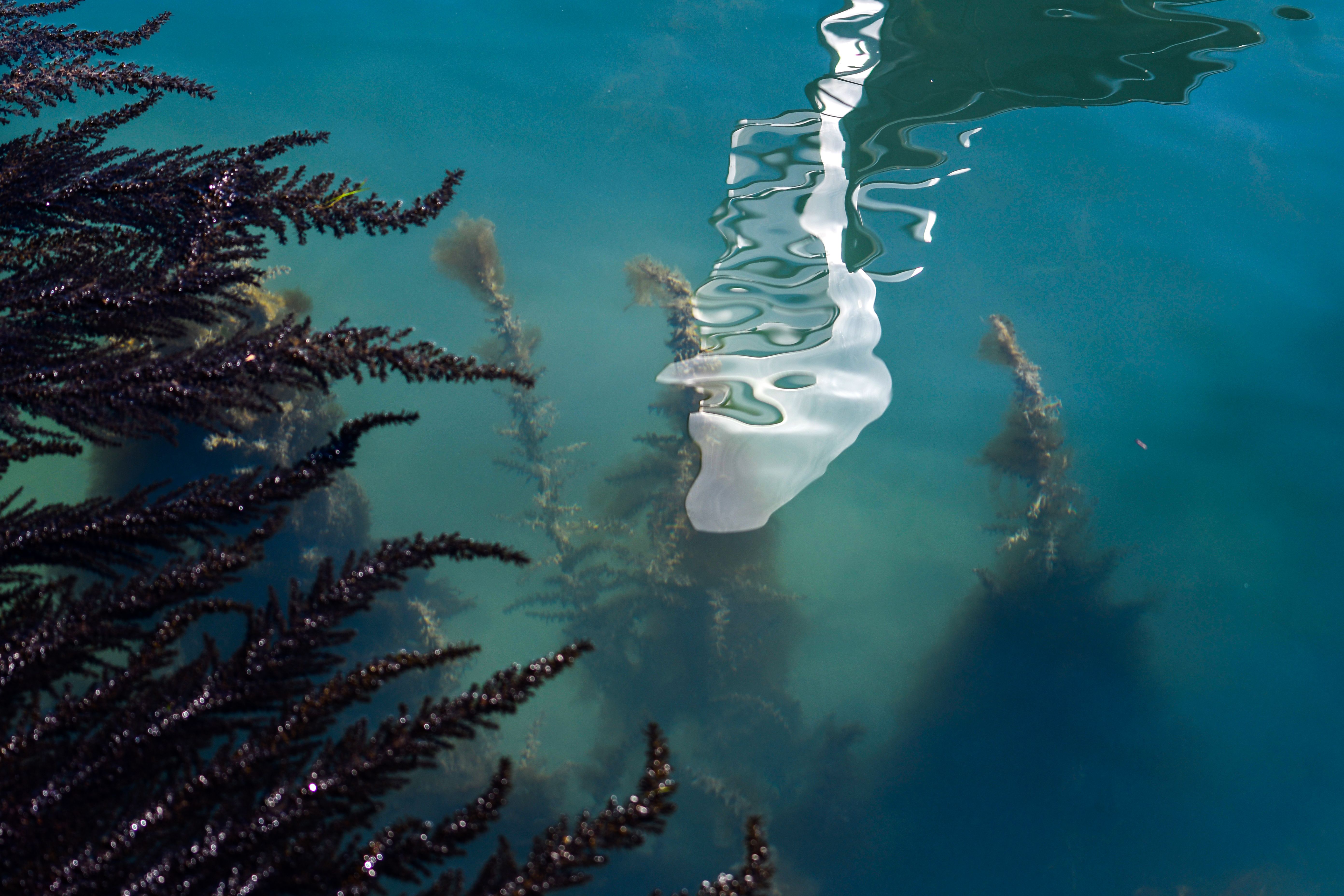 A view shows seaweed in clear waters in a Venice canal on March 18, 2020 as a result of the stoppage of motorboat traffic, following the country's lockdown within the new coronavirus crisis. (Photo by ANDREA PATTARO / AFP) (Photo by ANDREA PATTARO/AFP via Getty Images)