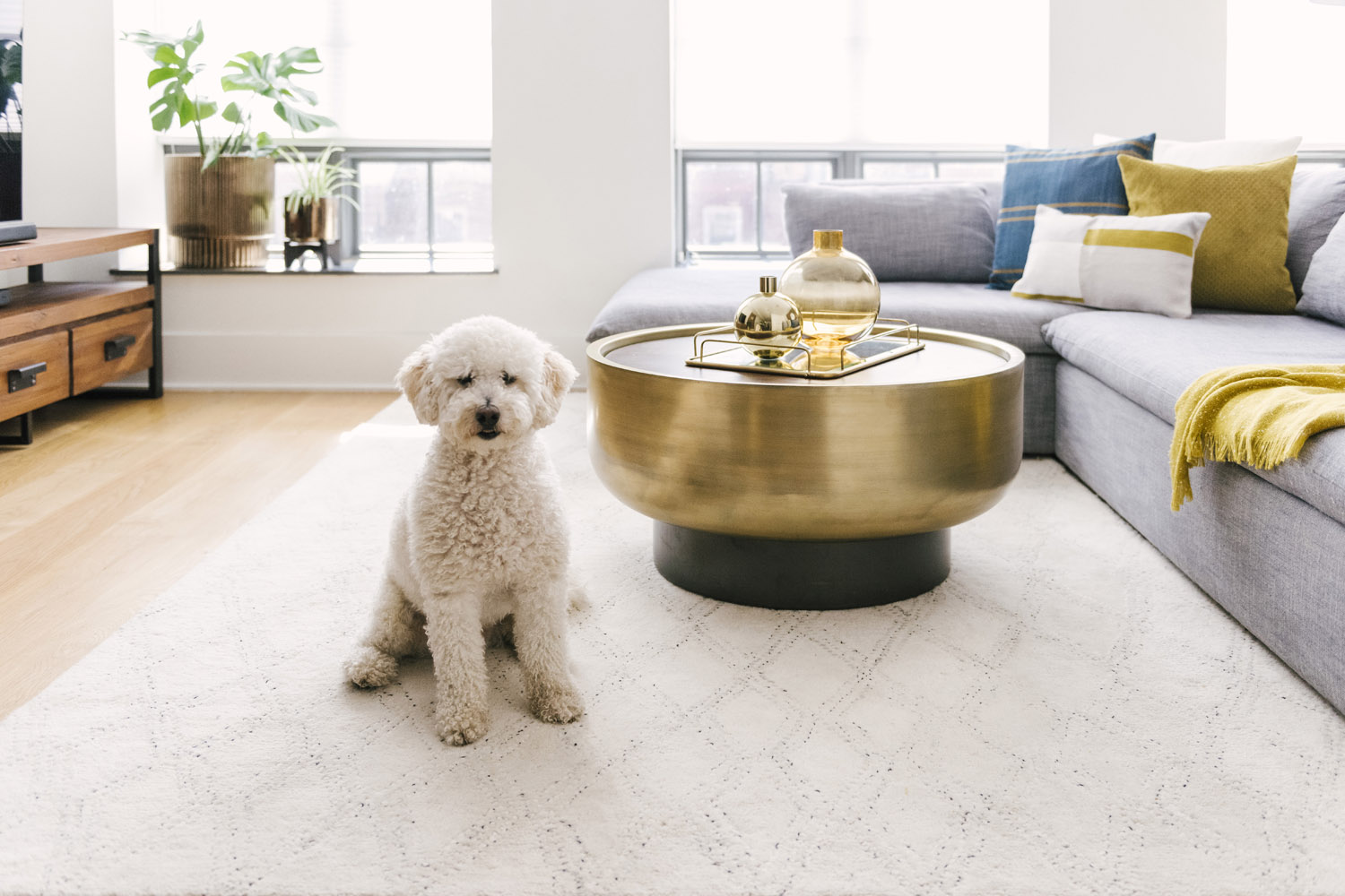 A friendly (albeit furry) face in one of West Elm's downloadable backgrounds.