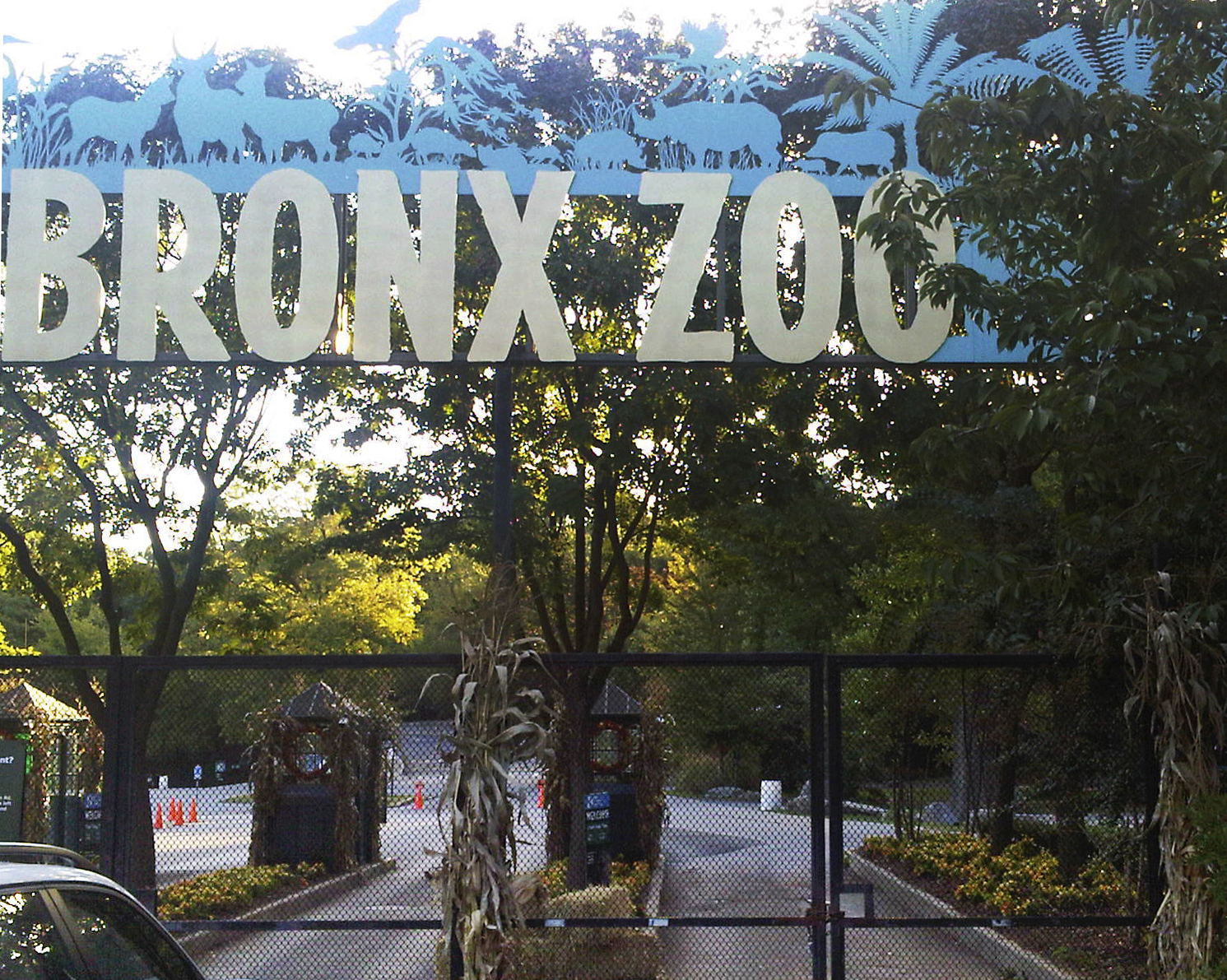 A tiger at the Bronx Zoo has tested positive for the new coronavirus. It's believed to be the first infection in an animal in the U.S. and the first known in a tiger anywhere.