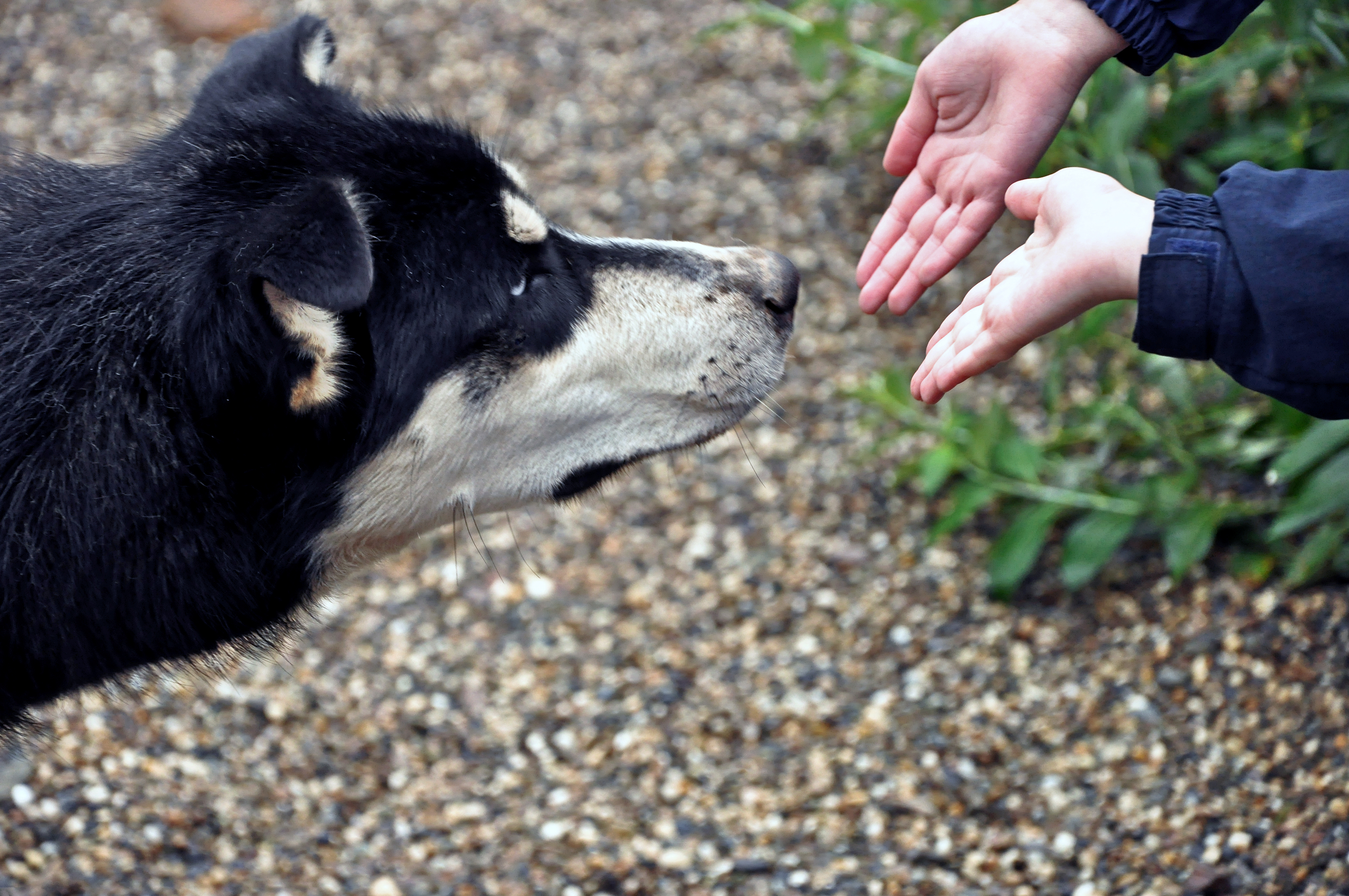 Dogs may be able to sniff the coronavirus on even asymptomatic carriers. @Niladri Nath—Getty Images