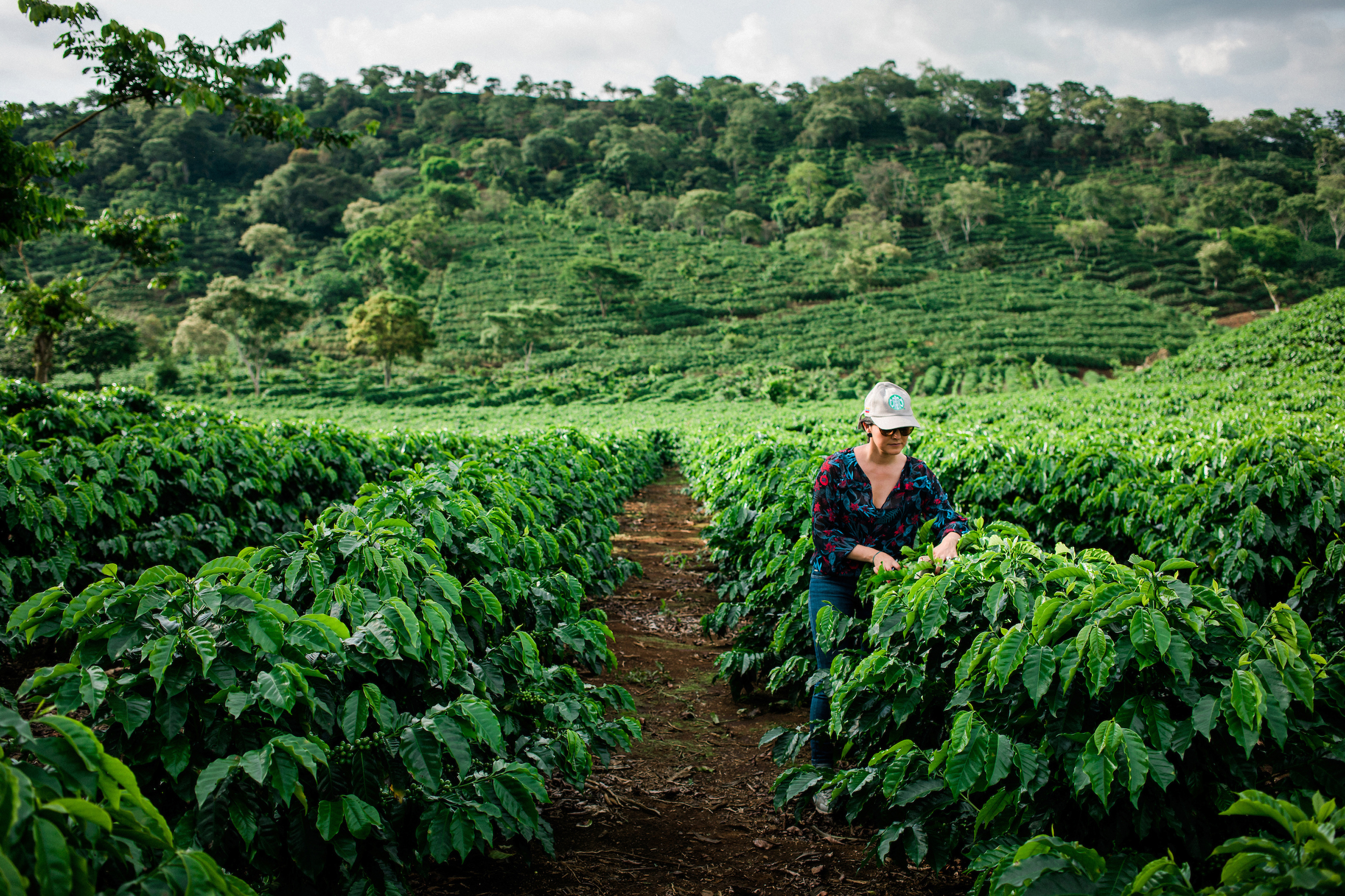 Starbucks Sustainability Commitment Coffee Trees