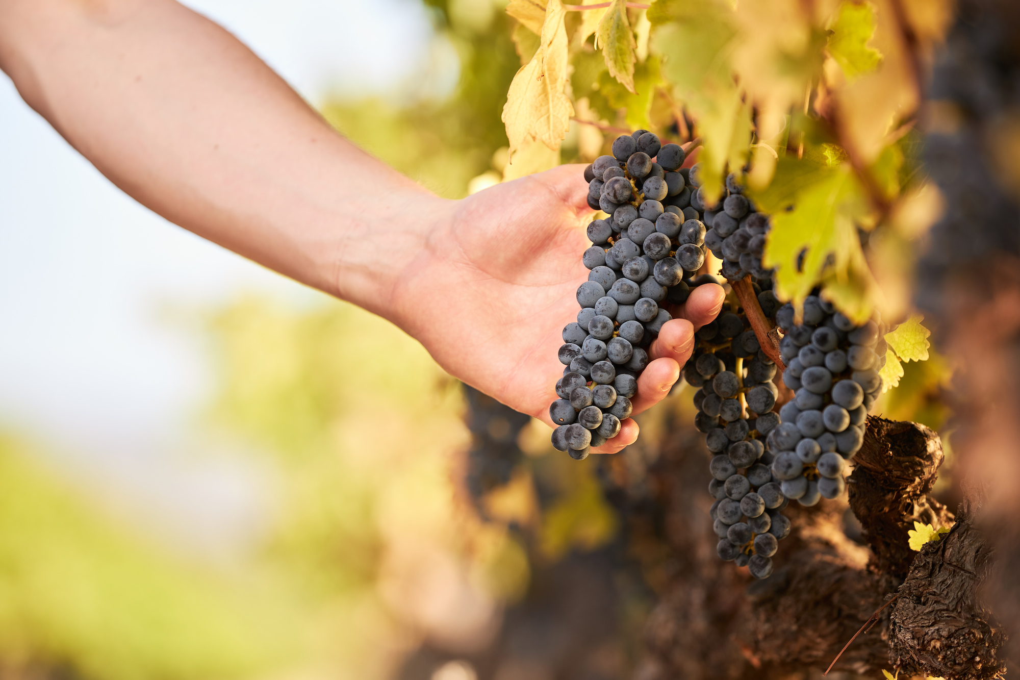 Pinot noir grapes on the vine.