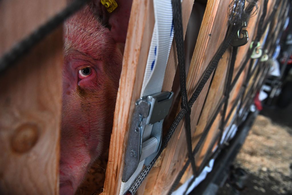 A pig looks out from a cage to be loaded onto a cargo plane en route to China from the Brest-Bretagne Airport in Guipavas, Brittany, on March 10, 2020.