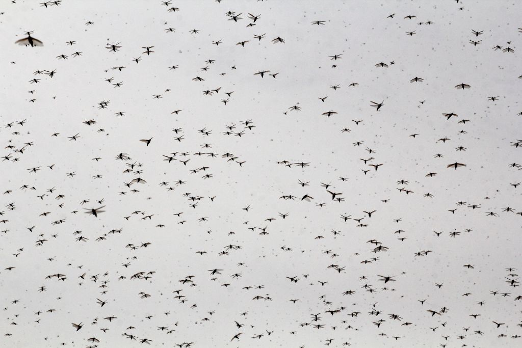 Swarms of locusts descend on India’s biggest sugarcane region