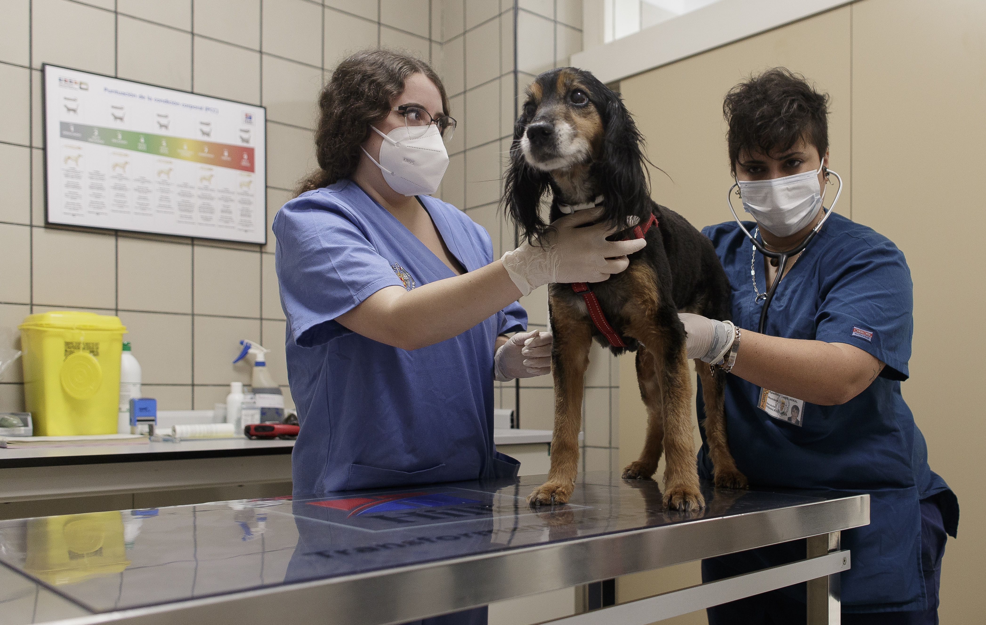 MADRID, SPAIN - JUNE 18: Two veterinarians treat a dog during the visit of the President of the Community, Isabel Díaz Ayuso, to the Hospital Clínico Veterinario de la Universidad Complutense de Madrid (UCM) and the Veterinary Health Surveillance (VISAVET) headquarters for the signing of an agreement on the protection of pets before the Covid-19, on June 18, 2020 in Madrid, Spain.