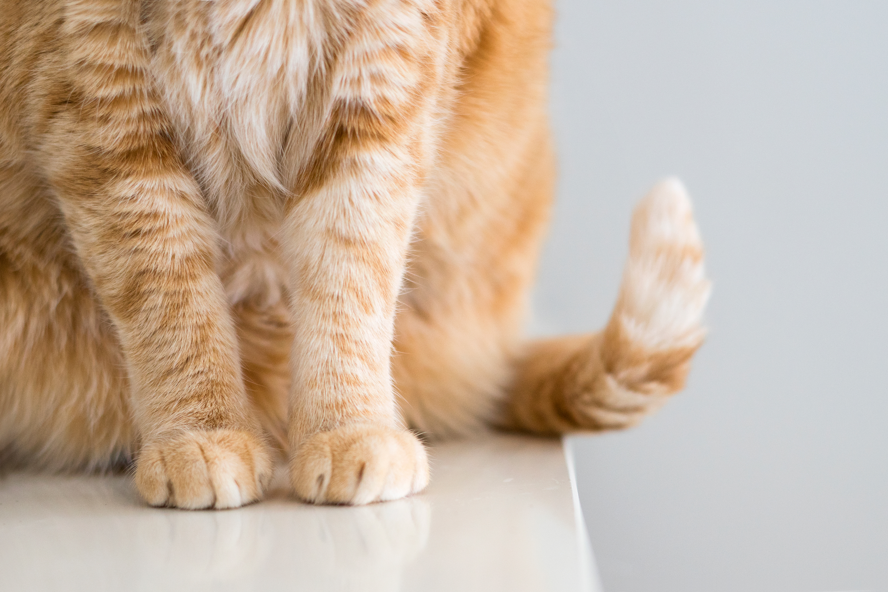 First cat in U.K. tests positive for coronavirus, officials say.