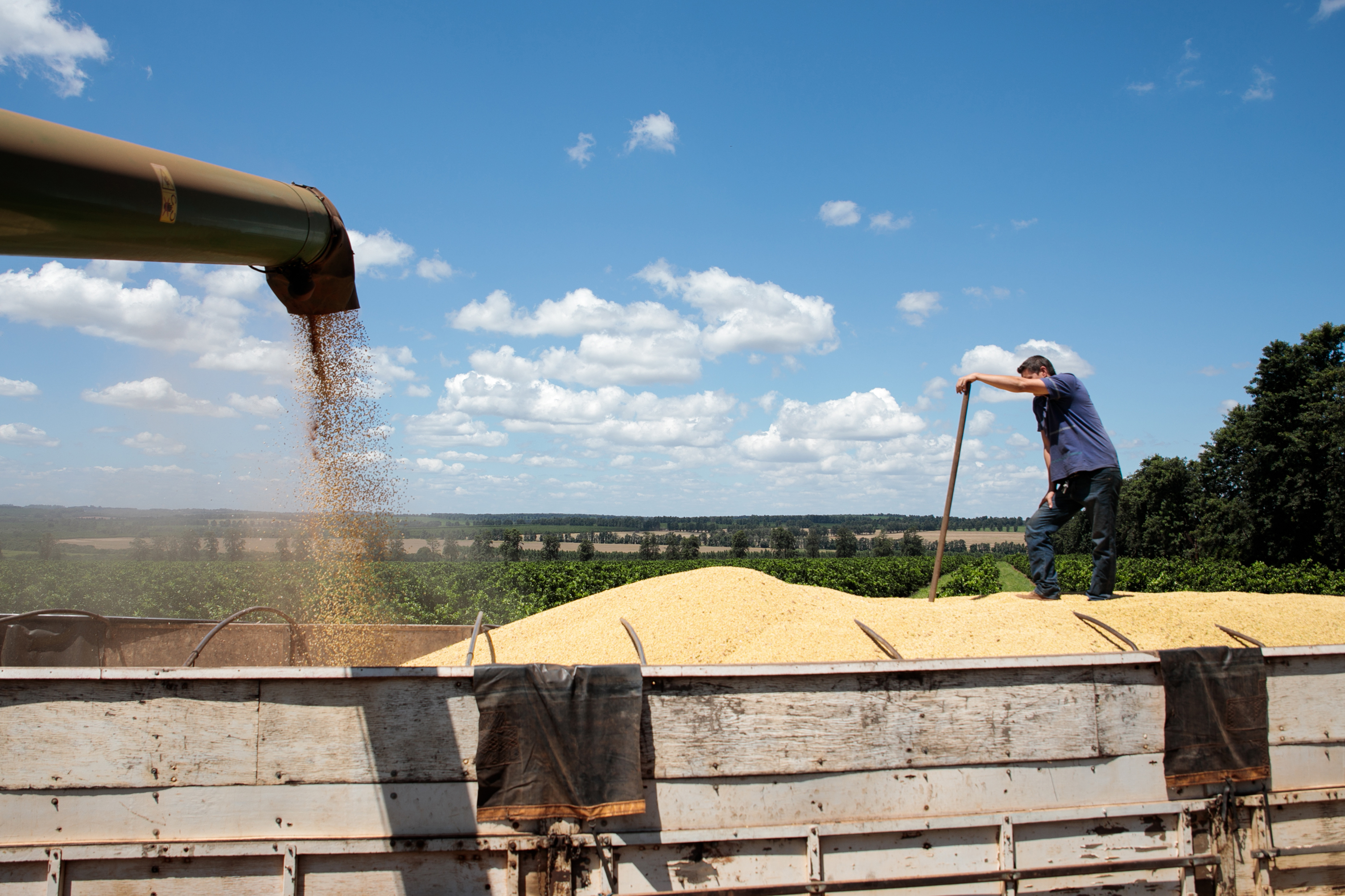 A farmer watches as soybeans are unloaded into a truck during a harvest in Santa Cruz do Rio Pardo, Sao Paulo state, Brazil, on Saturday, March 7, 2020. Soybean and corn futures slumped as the tumbling real boosted the allure of exports from crop giant Brazil, while coronavirus woes weighted on commodity markets. Photographer: Patricia Monteiro/Bloomberg via Getty Images
