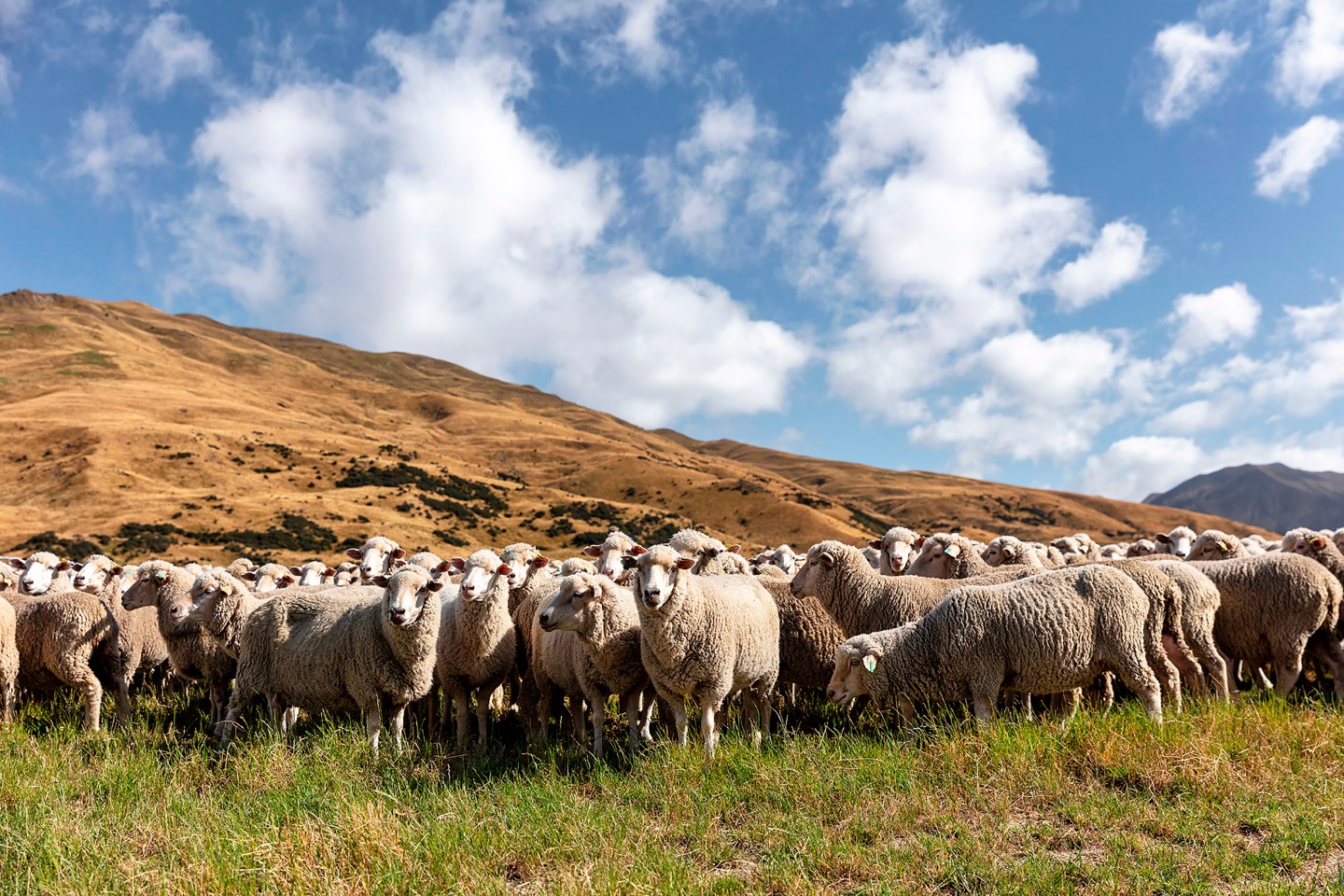 ALL.10.20.Merino-Sheep