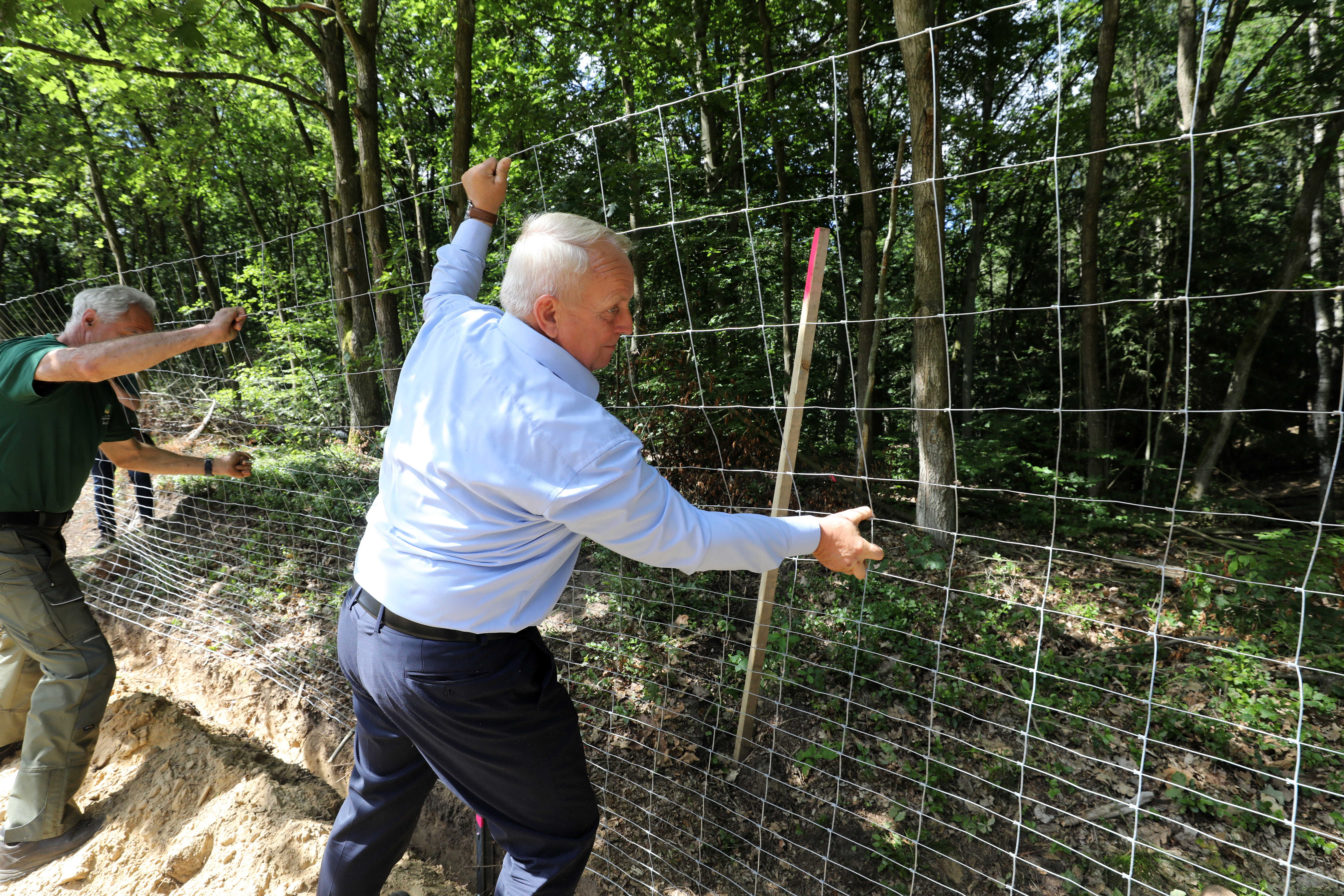 13 July 2020, Mecklenburg-Western Pomerania, Ramin: Till Backhaus (SPD), Minister of Agriculture of Mecklenburg-Western Pomerania, is helping to build a wildlife fence against African swine fever (ASP) on the German-Polish border. The game protection fence made of so-called knotted mesh is to be built initially on about 50 kilometres of federal and state land along the border, and later on private land if the owners have agreed. Saxony and Brandenburg have already begun building ASP protective fences. Photo: Bernd Wüstneck/dpa-Zentralbild/dpa (Photo by Bernd Wüstneck/picture alliance via Getty Images)