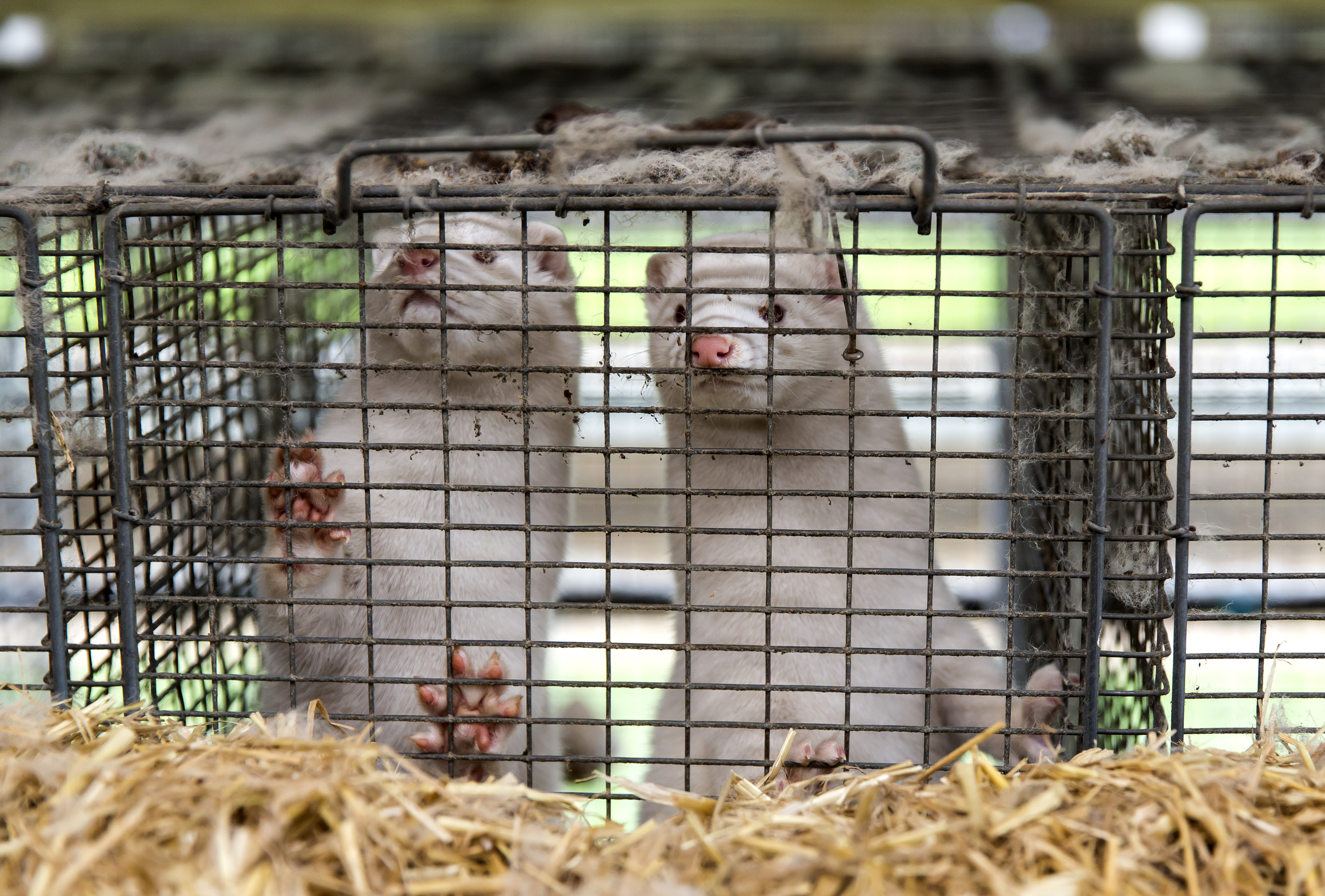BORDING, DENMARK NOVEMBER 07: Minks at farmer Stig Sørensen's estate where all minks must be culled due to a government order on November 7, 2020 in Bording, Denmark. Like many other owners of mink farms, Stig Sørensen has been forced to cull all his 34.000 minks due to a government decision made on Wednesday. Sørensen says that he is sad but also angry because he feels that the government has made an unjustified and unfair decision. His farm is situated so only part of it is within the 7.5 KM zone from an infected farm and none of his mink have tested positive for the coronavirus. Even so, they are regarded as infected and must all be culled. He also feels that he and his colleagues have been let down by the Danish Government, both in terms of handling the culling and slow information about how they will be compensated. He and most in the industry are demanding compensation according to the rules of expropriation, but Sørensen says that so far the government has talked about compensation per culled mink to a price per skin based on farmers’ average price in 2017 and 2018, which was an all-time low. Denmark, the world's largest mink fur producer, is to mass cull some 16 -17 million minks after mutated forms of coronavirus spread to humans. Some 215 mink farms in Jutland region are infected with this type of coronavirus, and therefore a regional lockdown has been announced to curb the infection. (Photo by Ole Jensen/Getty Images)