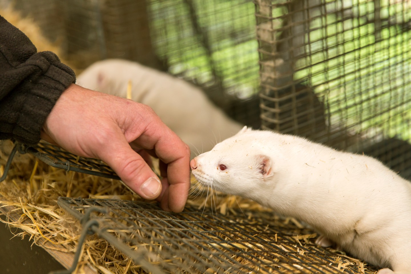 Denmark’s prime minister says its mink population will be culled—but she’s facing political resistance