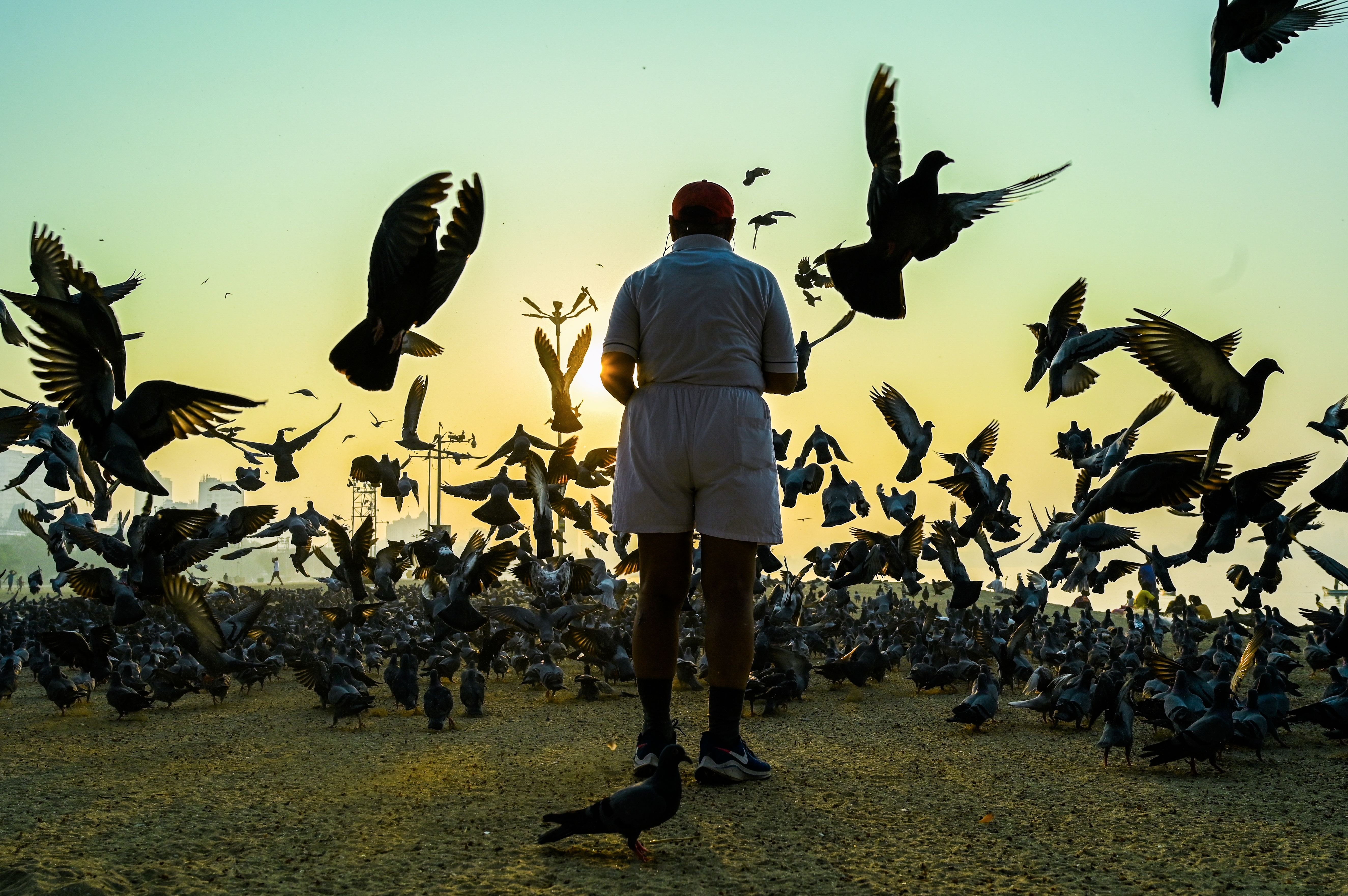 A man feeds pigeons at sunrise in Mumbai on November 26, 2020. Mumbai is one of the cities researchers identified as most at risk of being another breakout region for a global pandemic.