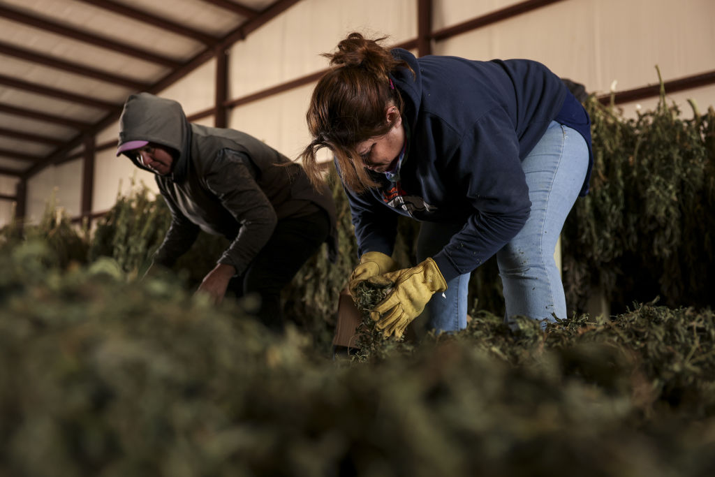 Workers check the quality of hemp flowers at a farm near Cheyenne Wells, Colo., on Oct. 14, 2020. October, usually heralding the harvest of outdoor cannabis plants, is affectionately known as “Croptober.”