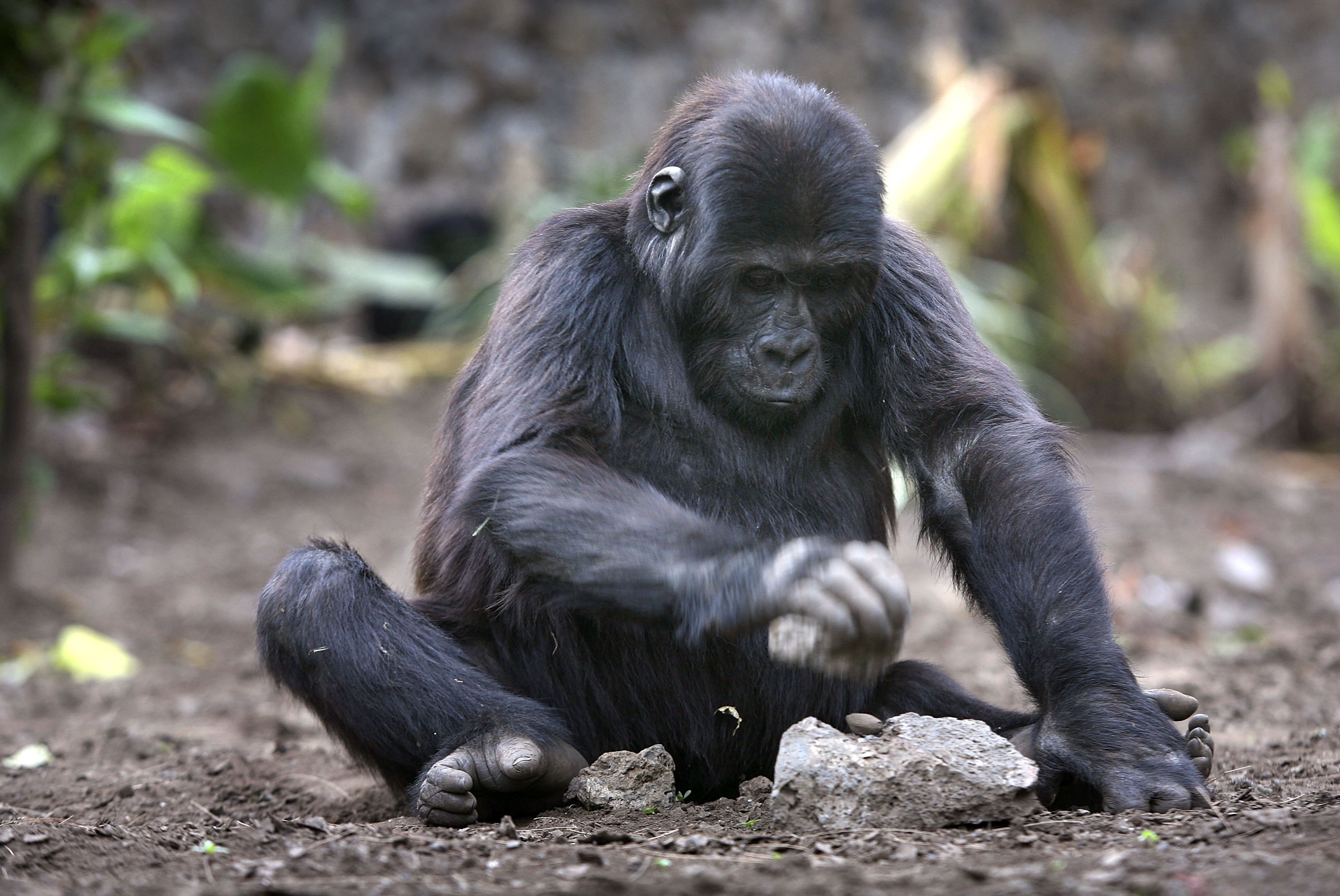 Three-year old lowland gorilla orphan Itibero breaks a palm nut with a stone July 18, 2006 at the Diane Fossey gorilla center in Goma, in the eastern Democratic Republic of Congo. Gorilla caregivers said she is the first they had ever seen breaking open nut shells. Such advanced behavior as using tools is rare in gorillas, more common in chimps. She and other orphaned gorillas at the center were rescued from poachers and are now cared for by gorilla specialists trying to preserve the dwindling population of great apes in Congo. Some 4,000 lowland gorillas live in Congo, down from a population of more than 20,000 ten years ago. Recent years of war and chaos have depleted the population. 