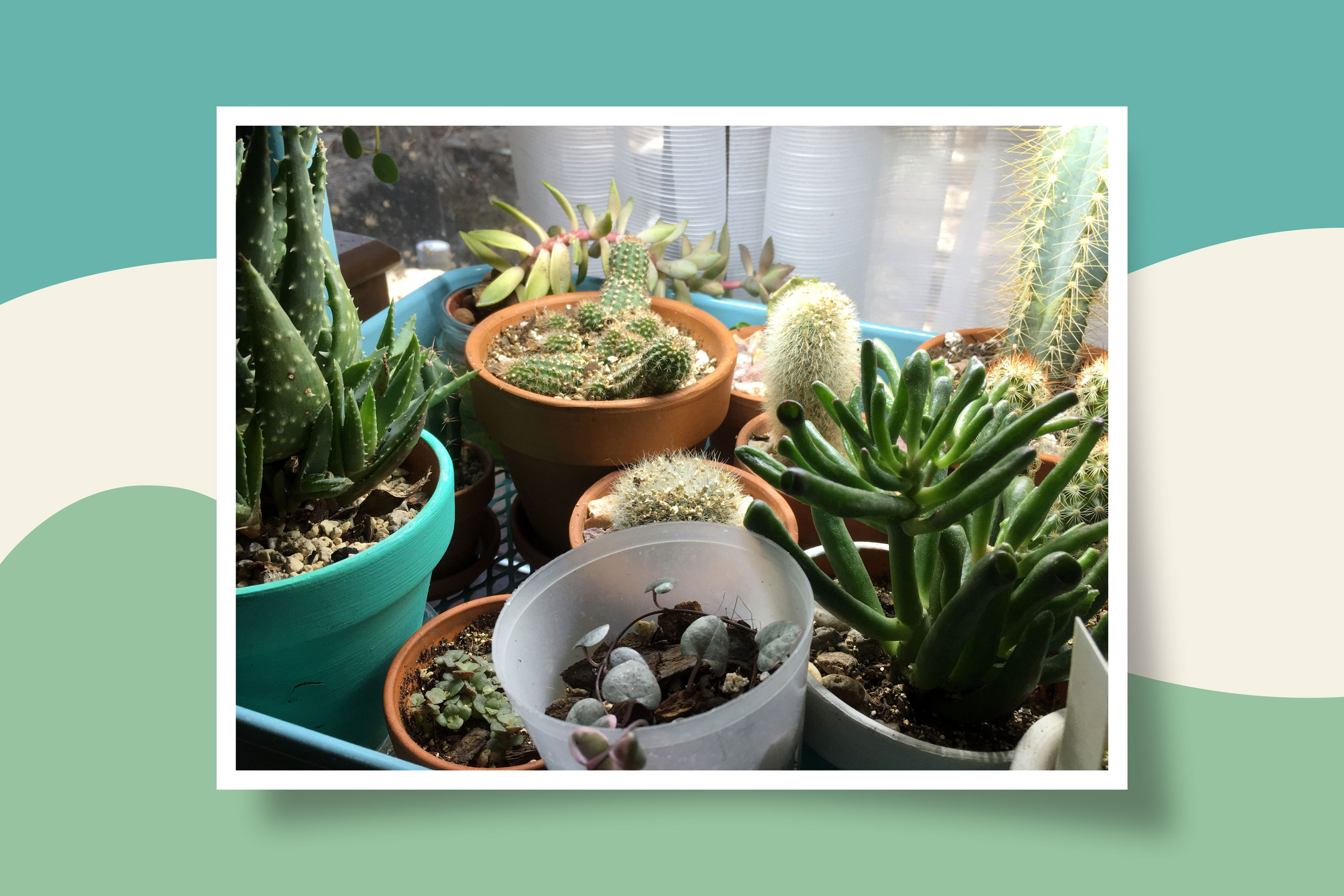 A selection of the author’s budding plant collection.