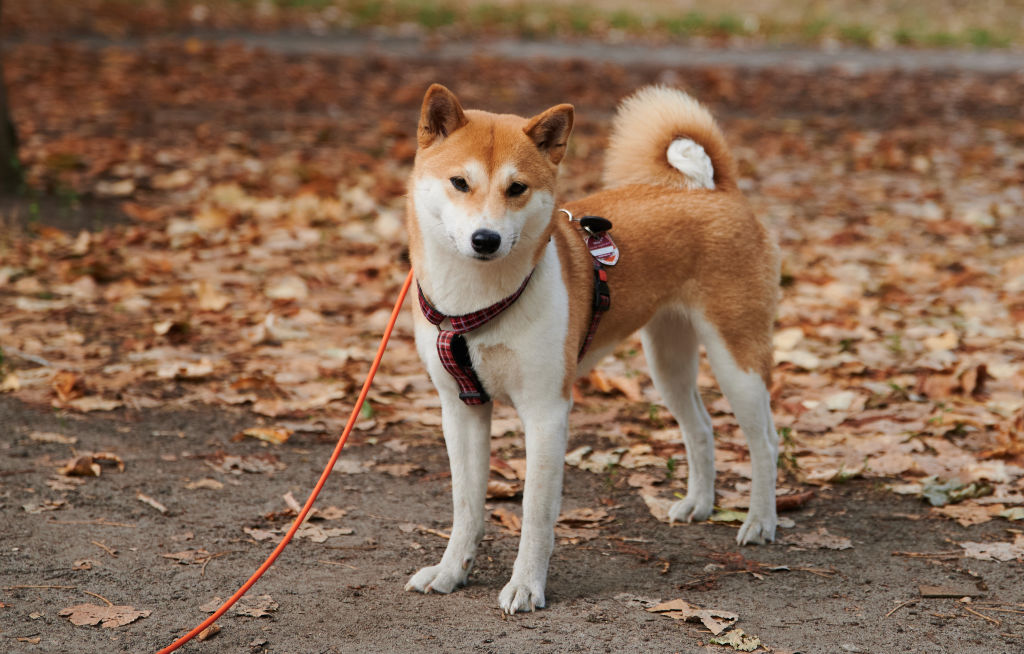 Can Shiba Inu coin actually help solve India’s COVID-19 crisis?