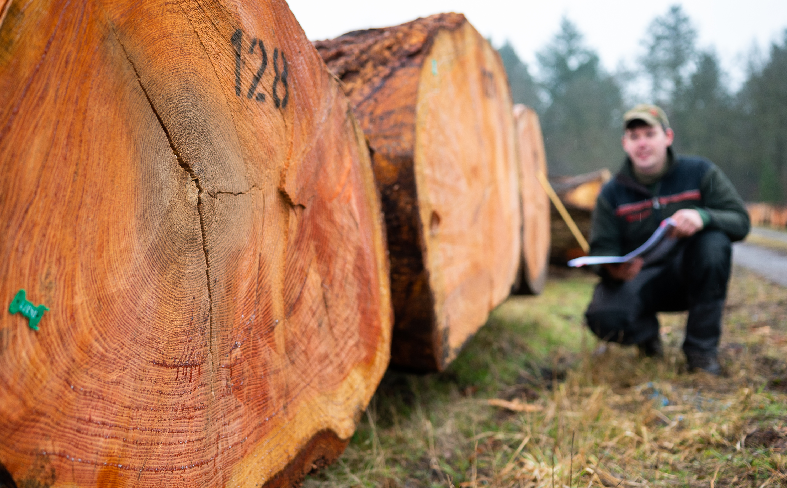 Lumber prices are rapidly climbing in Europe too. That prompted a trade envoy to warn EU officials recently that Europe’s construction companies are feeling the pinch.