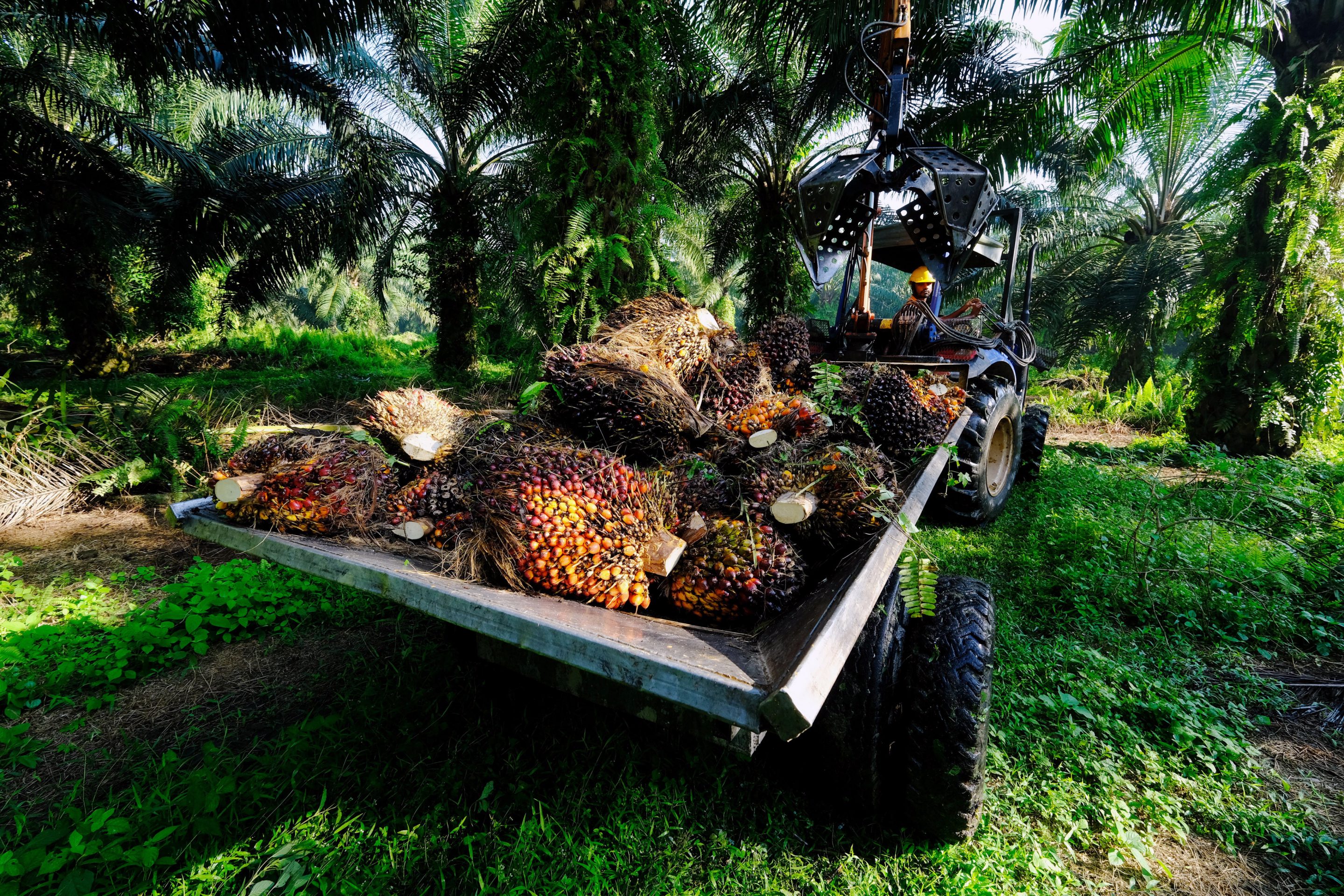 A worker operates a tractor mounted grabber while harvesting palm oil fruit bunches at a plantation in Kapar, Selangor, Malaysia, on May 3, 2021.