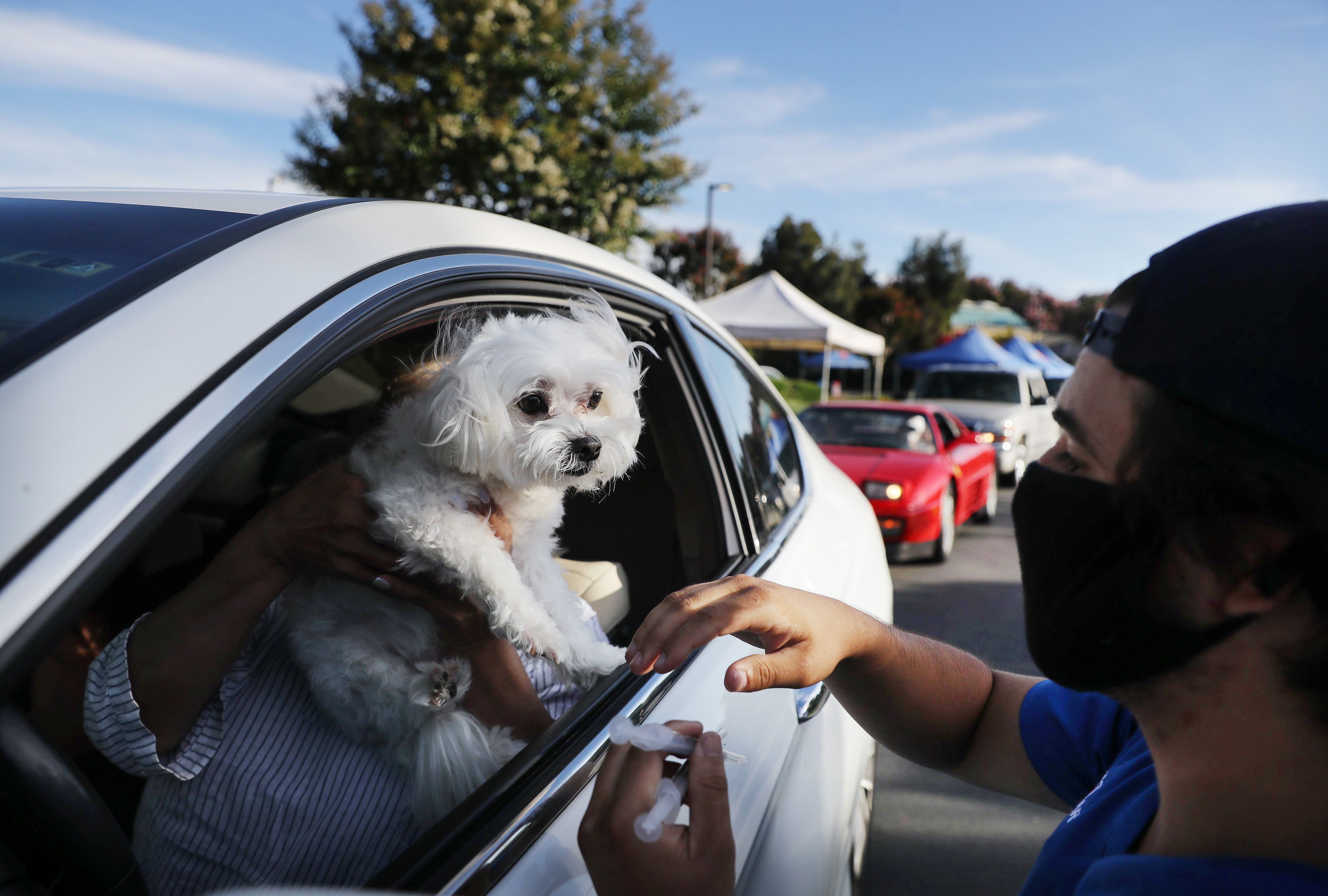 A veterinary technician prepares to vaccinate a dog named Cohiba at a drive-through pet vaccine clinic at Mission Viejo Animal Services Center.
