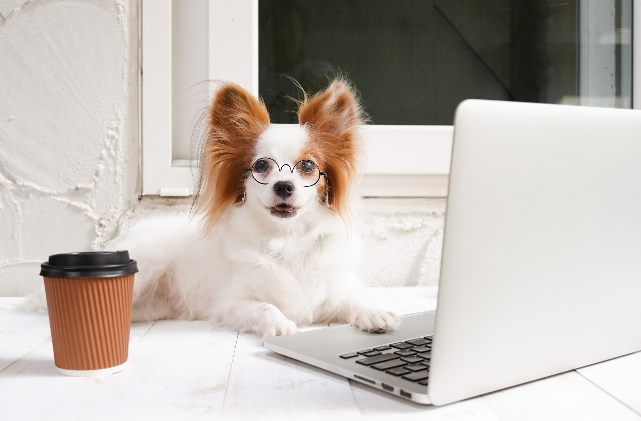 A Continental Toy Spaniel Papillon dog is working on a laptop with a cup of coffee. 