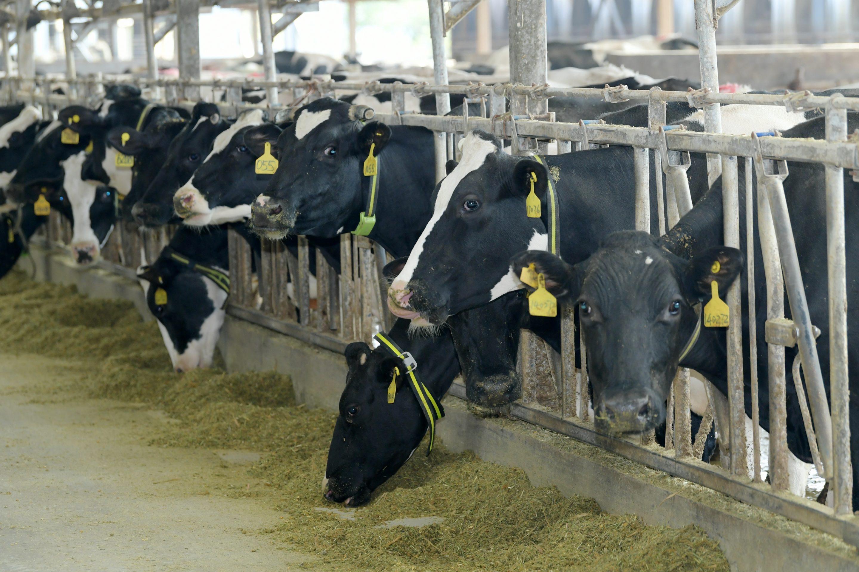 Cows eat feed in Hai 'an city, Jiangsu Province, China, Dec. 1, 2020.
