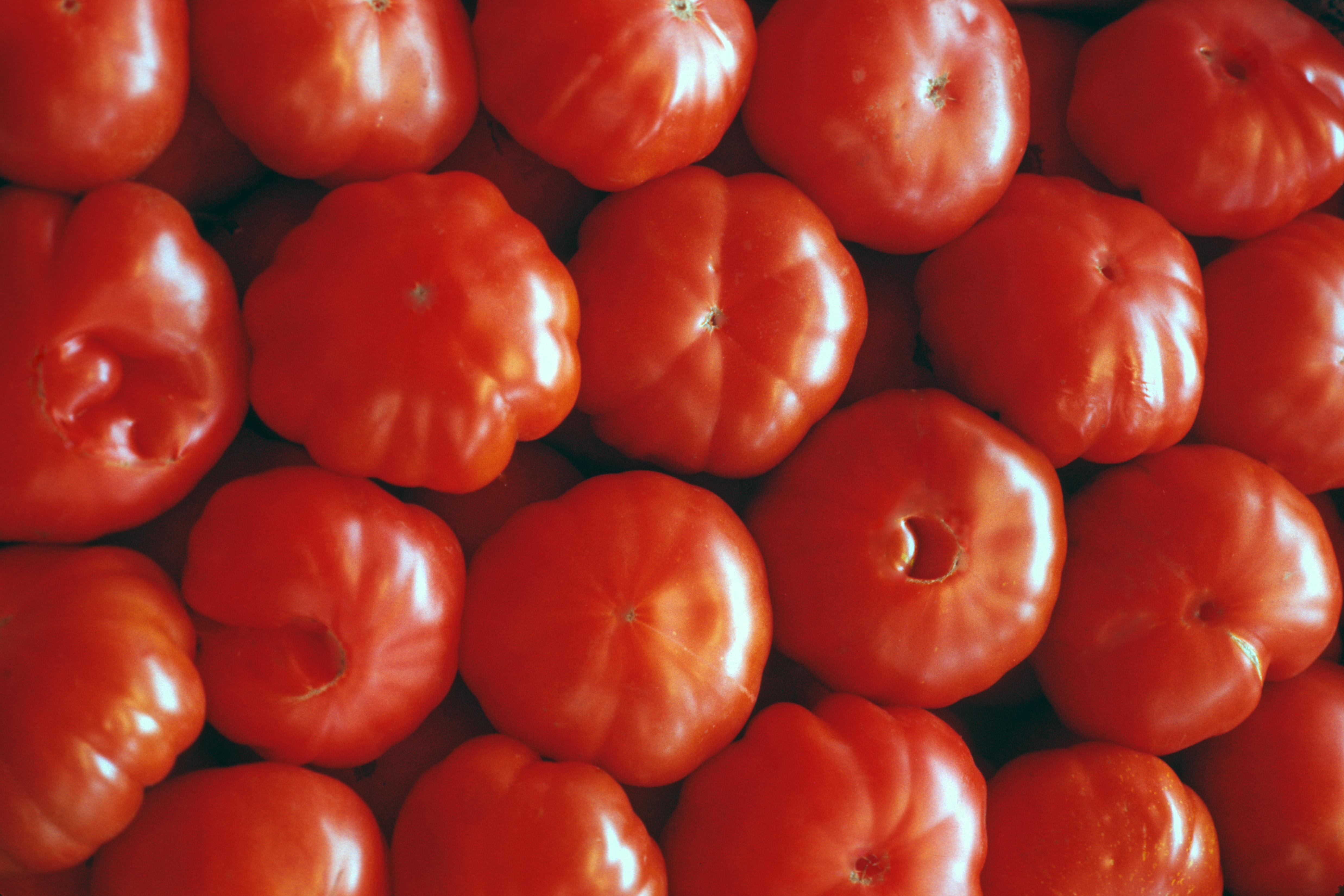 Extreme weather is affecting the tomato crop, which will likely hit your wallet.