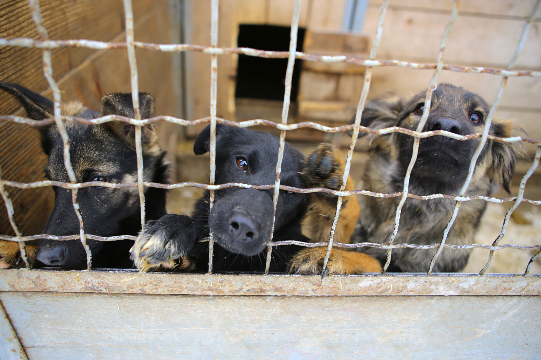 People abandoning their pandemic pets nationwide as returns to work loom.