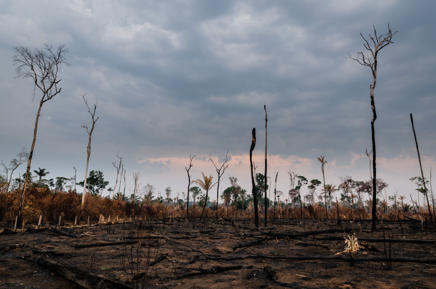 Talk is cheap: Corporate deforestation pledges aren’t doing much to help