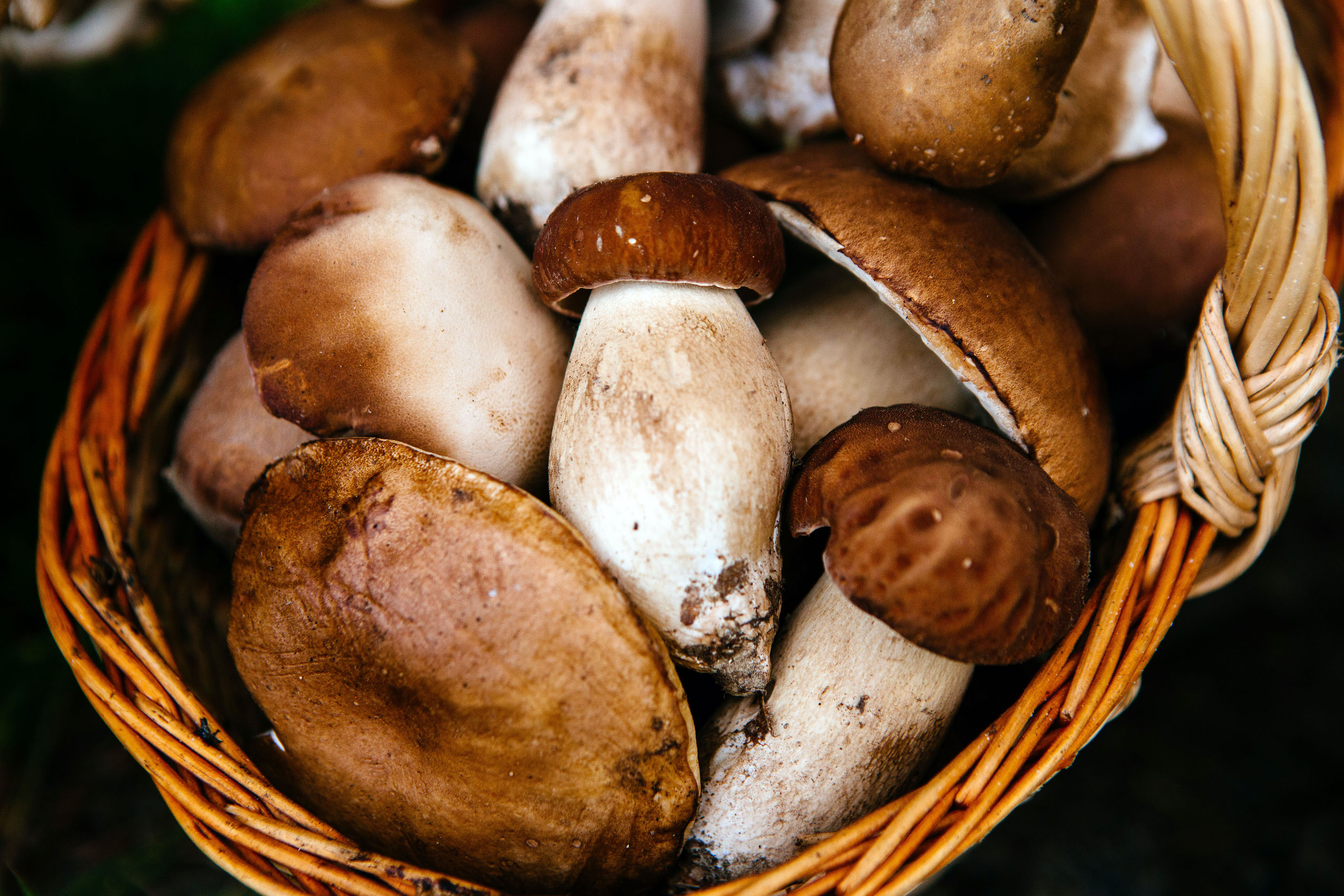 Alternative meat startup Meati Foods uses mushrooms to make chicken, beef and deli meat.