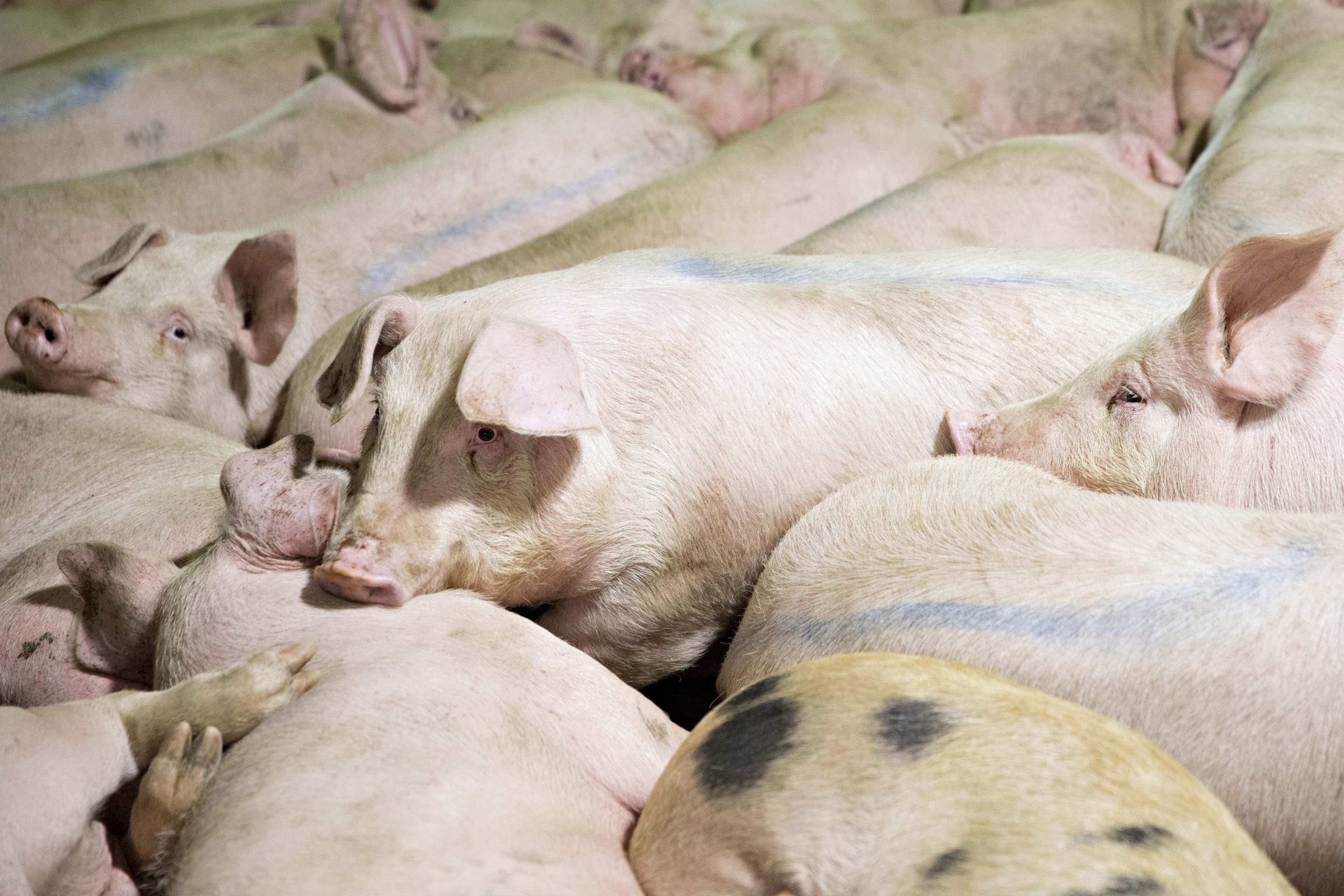 Pigs lie in a pen before being butchered at a Smithfield Foods pork processing facility in Milan, Mo., on April 12, 2017.