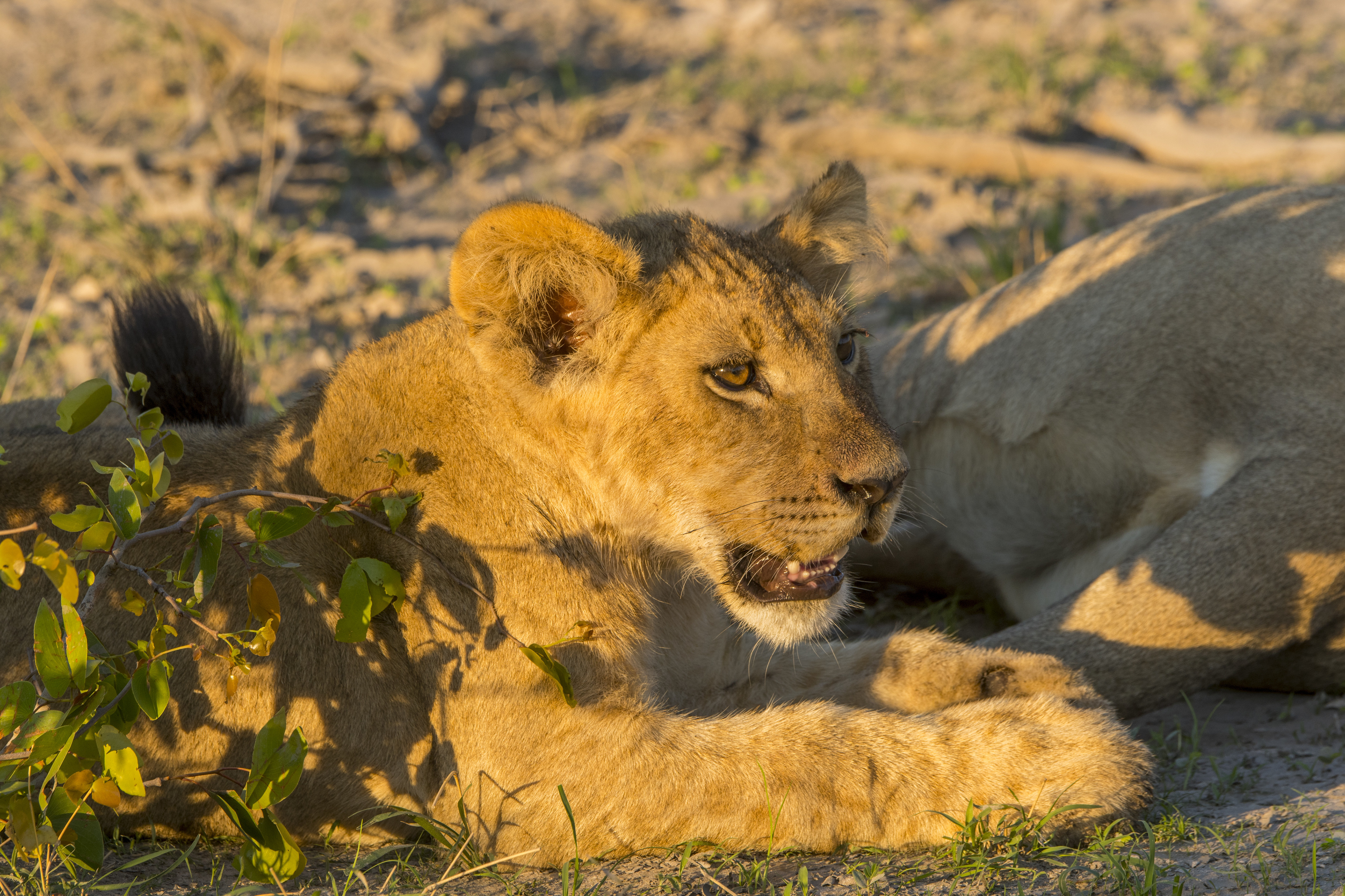 An about 6 months old lion cub laying on the ground in the Gomoti Plains area, a community run concession, on the edge of the Gomoti river system southeast of the Okavango Delta, Botswana.
