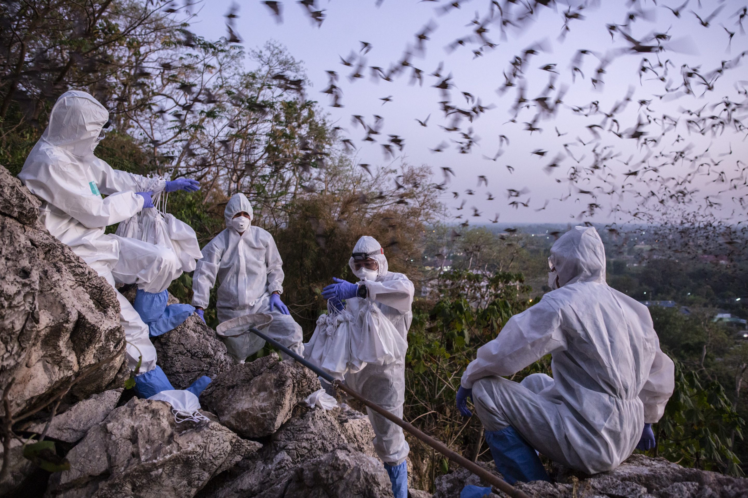 Researchers, from the Thai Red Cross Emerging Infectious Diseases Health Science Center, catch bats as they stream out of a daylight hole during a catch and release program above the Khao Chong Pran Cave in Photharam, Ratchaburi Province, Thailand, on Friday, Dec. 11, 2020.