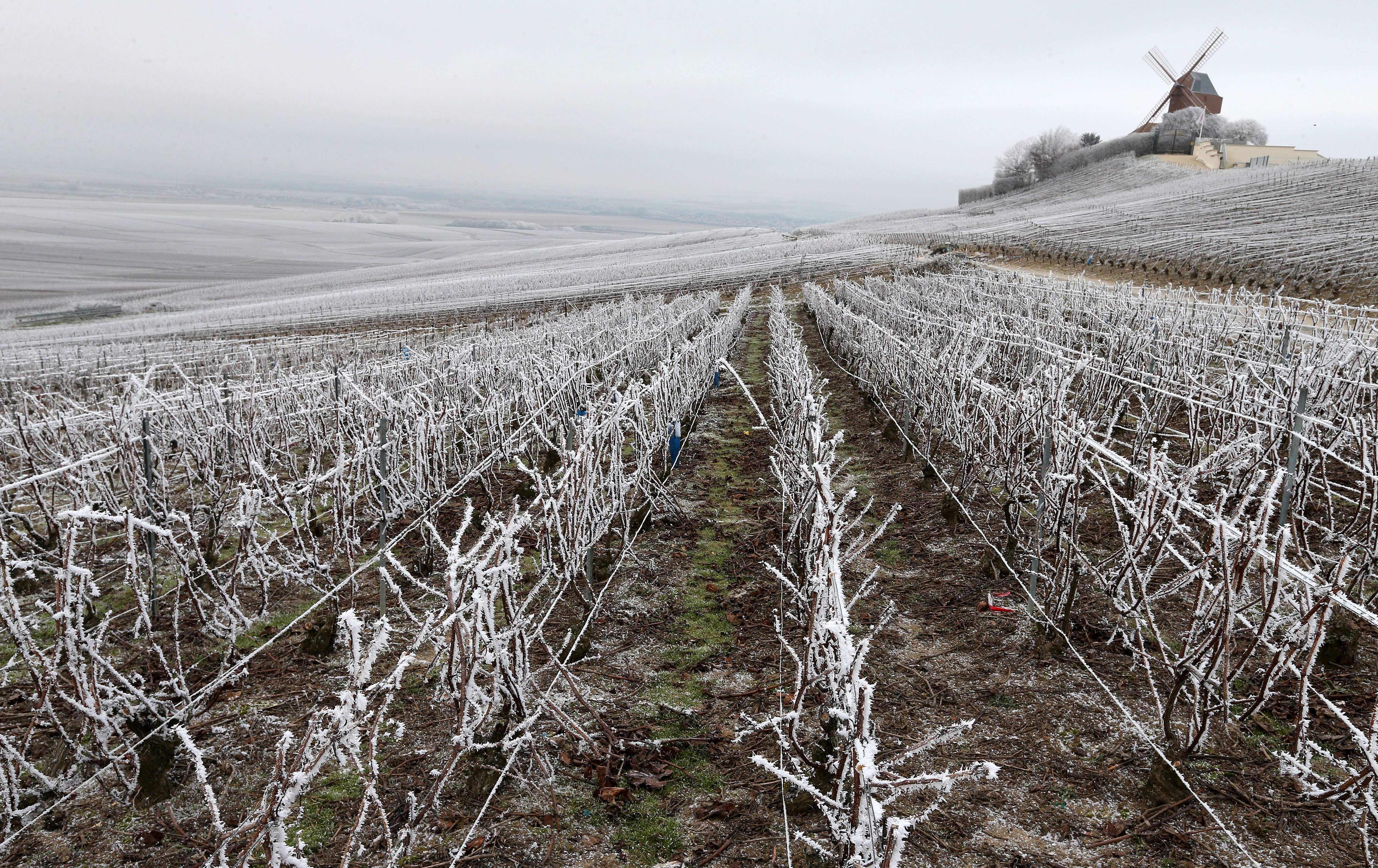 Deep frost in April froze plants in the Loire, Provence, and Rhône regions, prompting growers to light burn barrels between the vines in an attempt to keep them warm.