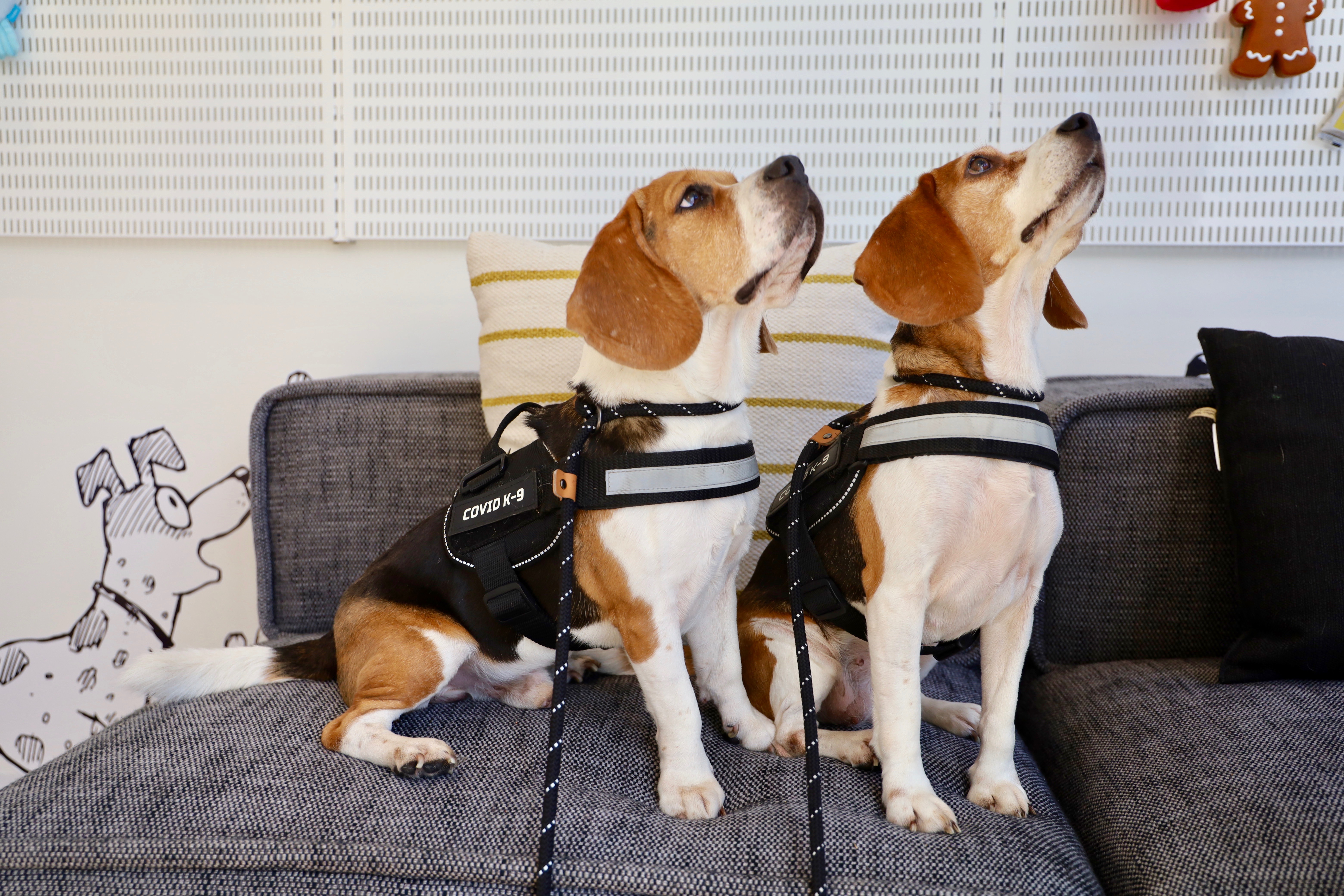Beagles are typically chosen for sniffing out diseases on humans because they're both eager to work, a keener sense of smell among dog breeds, and they're friendly.