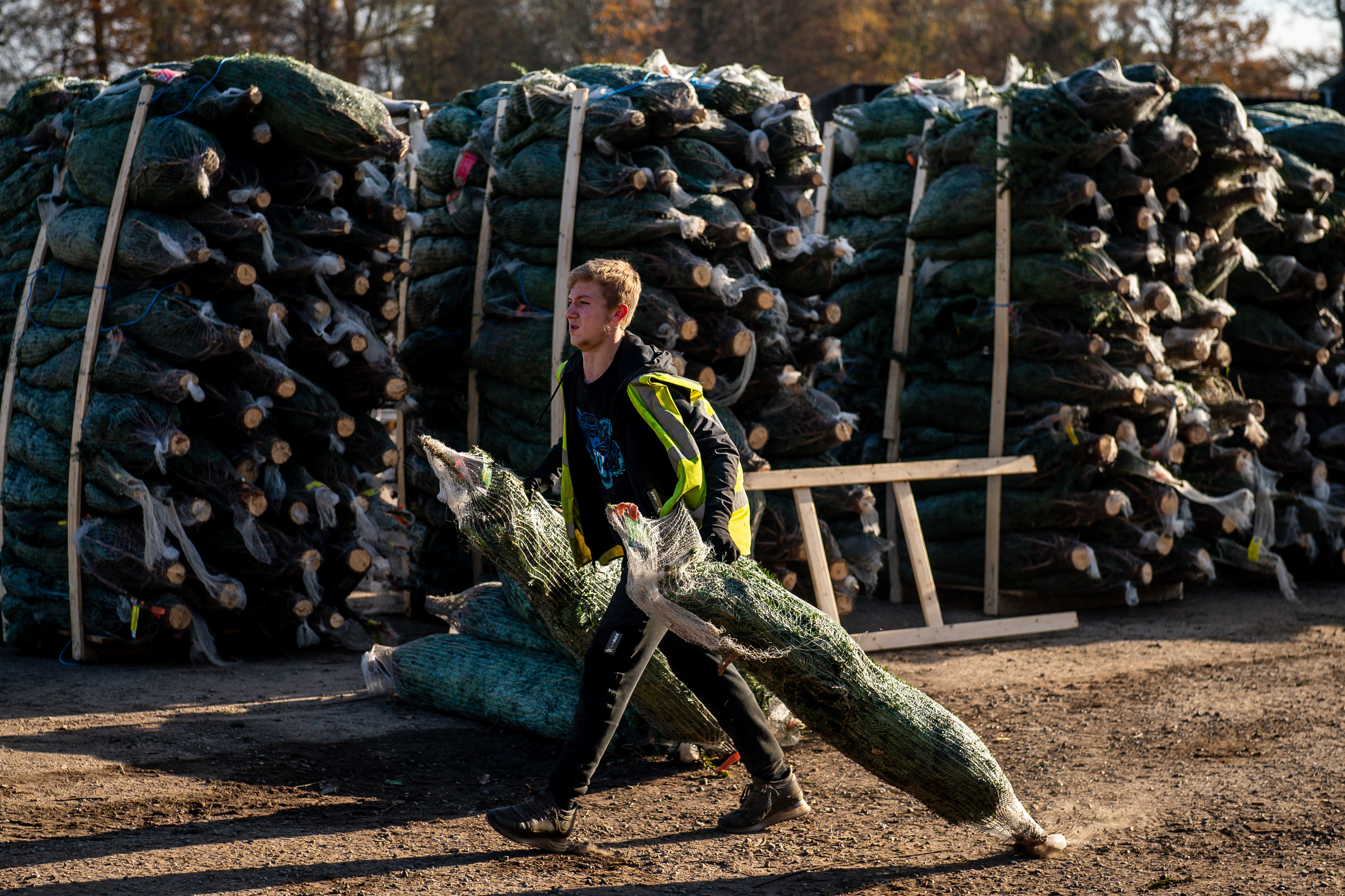 Christmas trees, it turns out, aren’t immune from inflationary and supply chain pressures—and as a result, prices are on the rise.